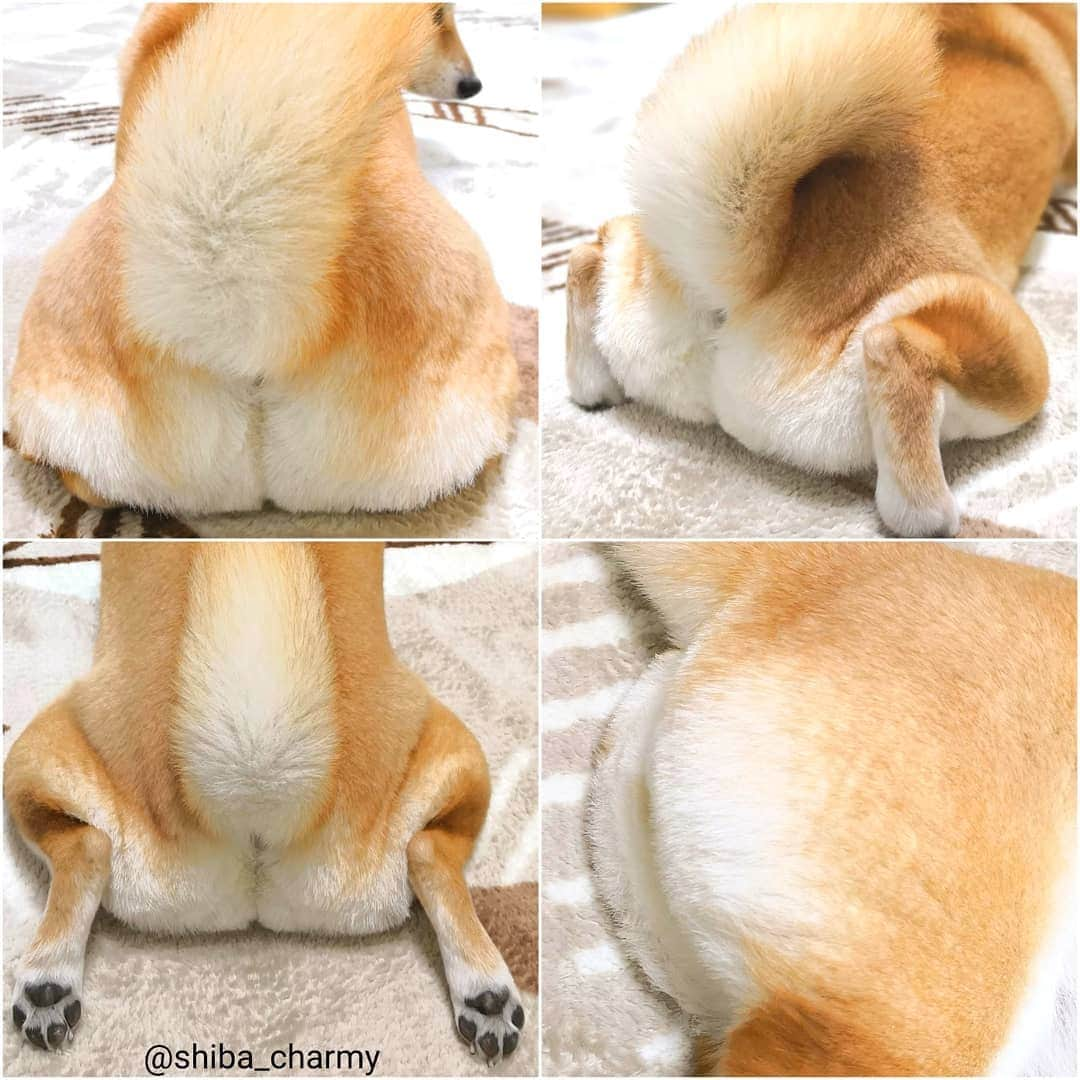 ちゃみさんのインスタグラム写真 - (ちゃみInstagram)「. 🍑  もっちり♡ 最近は桃尻カットしてないのでフサフサ～😂 あと少しフサフサしてきたから✂︎予定！ . 3枚目はLive配信したお手手ありツム寝顔💤 この寝姿もたまらんです☺ . 4枚目は去年、お尻カットした時の🍑尻ちゃん❣️ . 久しぶりに YouTubeも投稿したので、よかったら見てね😆✨ . #柴犬#しばいぬ#犬#pecoいぬ部#いぬのきもち#shiba#shibainu#dog#weeklyfluff#adorable」1月13日 21時05分 - shiba_charmy