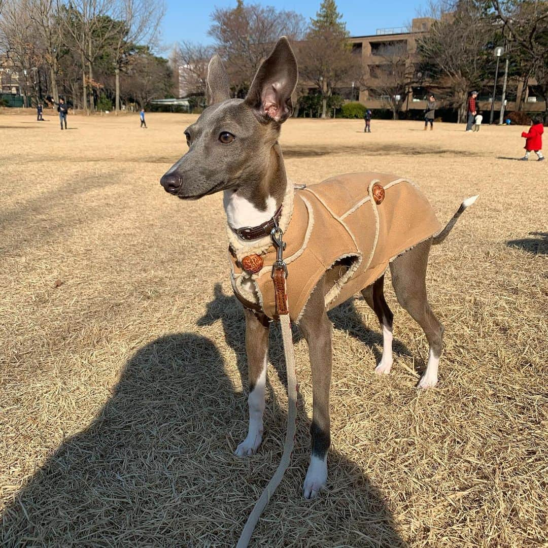 森貴美子さんのインスタグラム写真 - (森貴美子Instagram)「ナナ6ヵ月🥳  本日ハーフバースデーでした🎂✨ 今日散歩していたら、2歳くらいのこどもがナナを見て「あ、おうまさんだ〜〜！」と言ってて思わず吹いちゃいました(ૢ˃ꌂ˂⁎) でも確かに最後の写真見ると、馬に見えるかも〜🐴笑 ・ ・ ・ 🐶🐶🐶 ・ ・ ・ #生後6ヶ月 #ハーフバースデー #halfbirthday  #おめでとう❤️ #축하해♥️ #犬 #わんこ #ペット #イタリアングレーハウンド  #イタグレ #女の子 #itariangreyhound  #강아지 #이타리안그레이하운드 #멍멍이  #댕댕이」1月13日 21時52分 - morikimi_morikimi