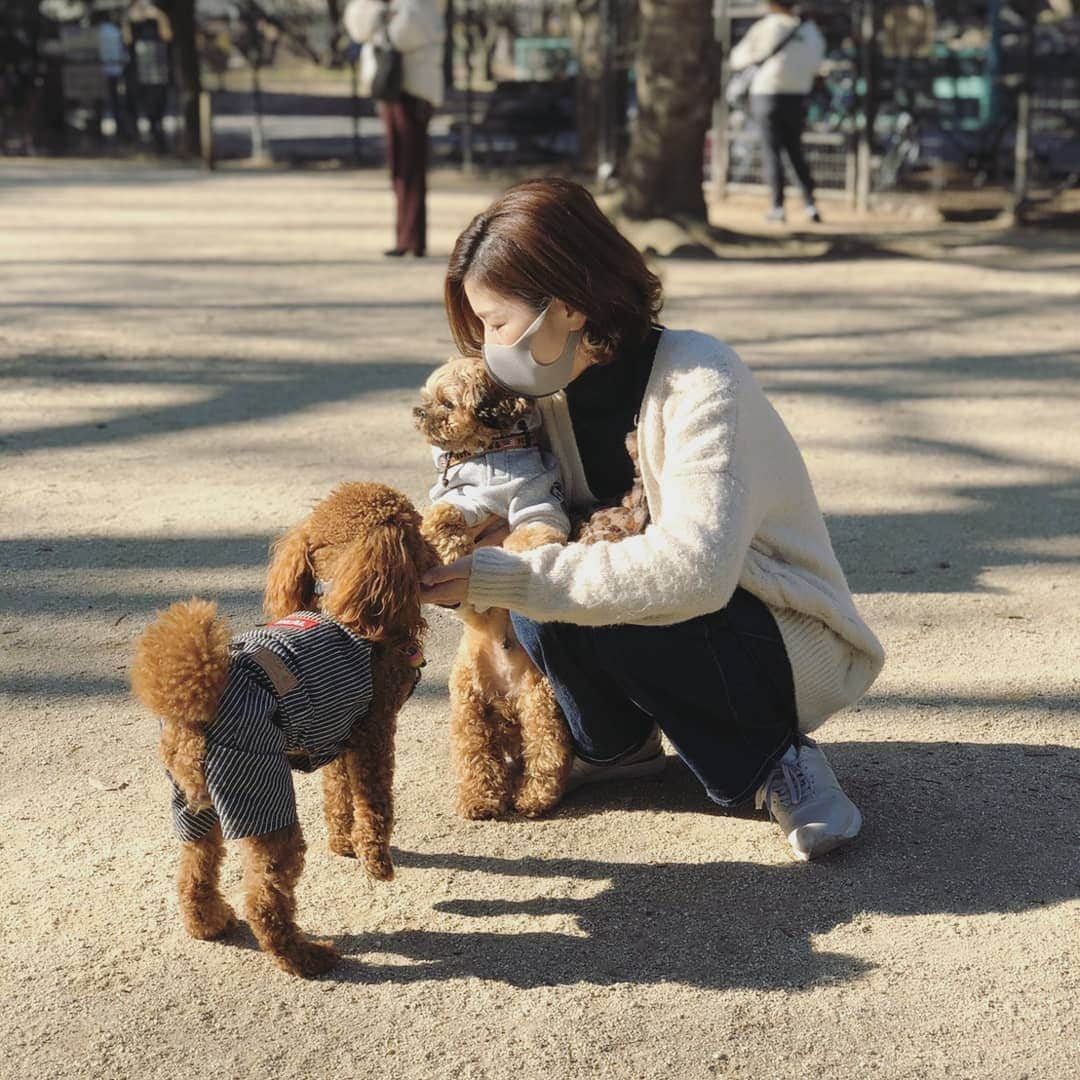 巴山萌菜さんのインスタグラム写真 - (巴山萌菜Instagram)「くるくん孝行🐶  #ペキプーのくるくん」1月13日 21時55分 - mona_tomoyama