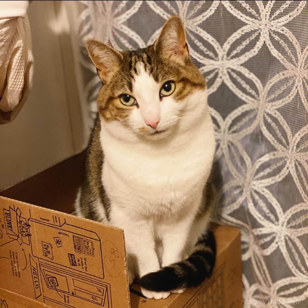 Misty The Moggieさんのインスタグラム写真 - (Misty The MoggieInstagram)「We think misty is a little disappointed that we repurposed her bigger box she was forced to down size 📦」1月13日 22時16分 - mistythemoggie