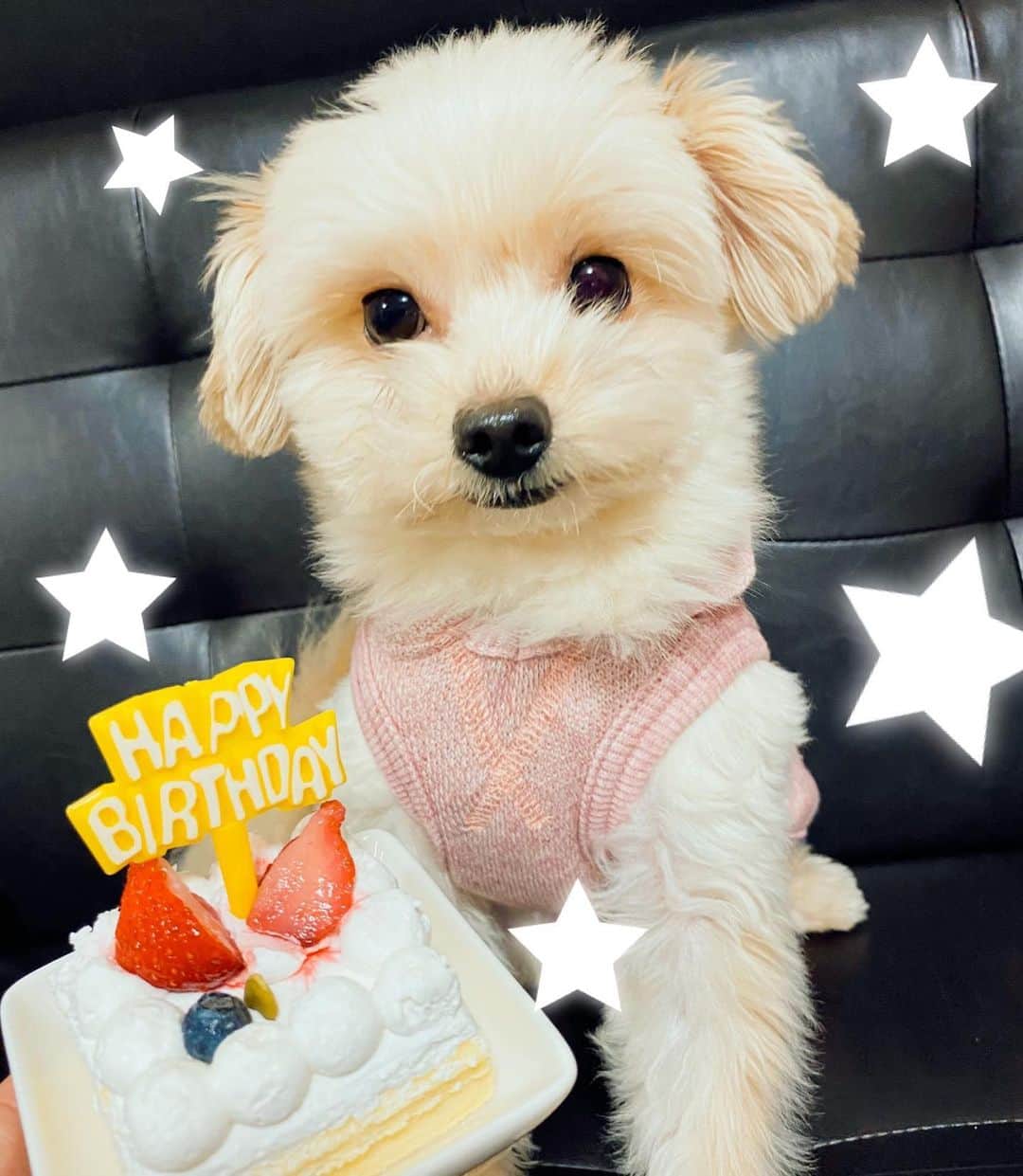 サキ吉さんのインスタグラム写真 - (サキ吉Instagram)「今日はうちのやんちゃ息子のお誕生日❤️ HappyBirthday 綱吉🐶 2しゃいになりました💖  夢吉🐶に少し似てきたかな？😂 これからも楽しく過ごそうね💋 ． #ポメマルプー #happybirthday  #犬のいる生活  #犬用ケーキ」1月13日 22時16分 - sakikichi1201