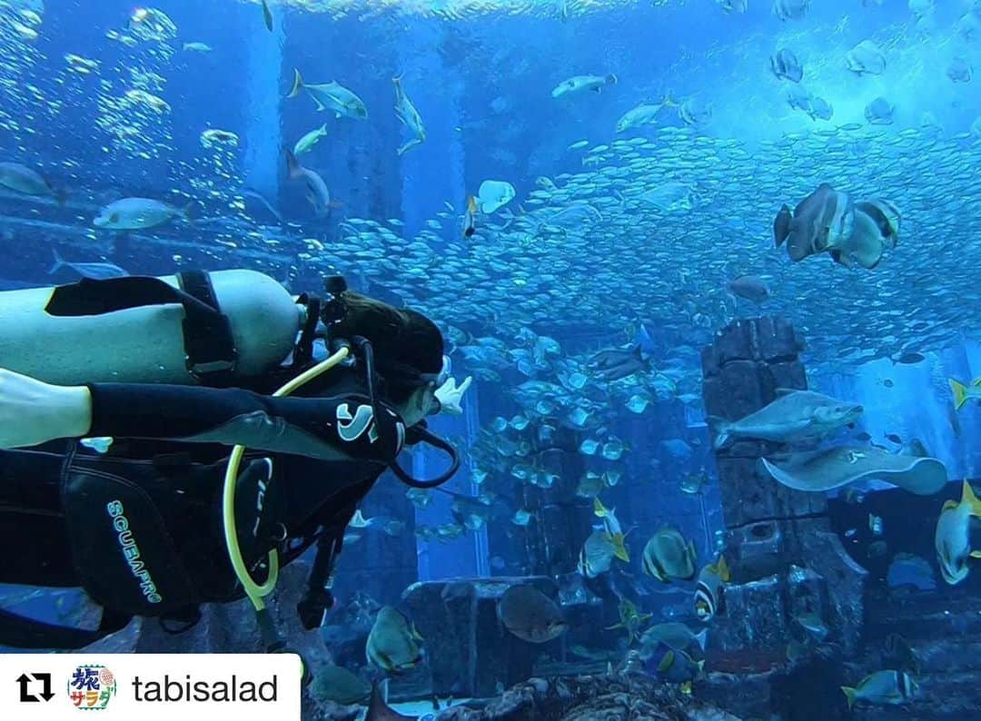 広瀬未花さんのインスタグラム写真 - (広瀬未花Instagram)「#Repost @tabisalad with @get_repost ・・・ @aiaoki_official ドバイで #スキューバダイビング をしてきましたー🧜🏼‍♀️✨ 潜ったのは #パームジュメイラ の先端にあるアトランティス・ザ・パーム🌈🌿 海ではなく、このホテルの巨大水槽の中を泳いできました😍 一見ホテルの中庭にある池にしか見えないんですが。。 というか、言われなければ入ったらいけない場所に見えるんですが。。🤣 潜ってみてびっくり！！！😳😳 目の前に広がる6万5千匹の魚たち🐠🐠🐠💕 魚だけでなくサメやエイもたくさん🦈✨✨ 失われた古代遺跡、アトランティスをイメージして作られているため玉座があったりと、魚以外も見て楽しめるものがいっぱい♥️ 思わず座ってしまいました🤴🏻笑 きちんとレクチャーを受ければ、ダイビングの免許がない人でも潜ることができるので、本当におすすめです🥰🐠🐠🐠 _ #巨大水槽 #古代遺跡をイメージ #伝説の大陸 #アトランティス #潜ってみました #人魚の気分 #サメと泳ぐ  #アトランティスザパーム #ダイブディスカバリー #Dive Discovery #ライセンスなしでも大丈夫 #ドバイ #Dubai _ #ABCテレビ #朝日放送テレビ #生放送 #土曜朝 #8時 #朝だ生です旅サラダ #旅サラダガールズ #青木愛 #海外 #旅 #スペシャル #travel #trip」1月13日 22時21分 - micahirose