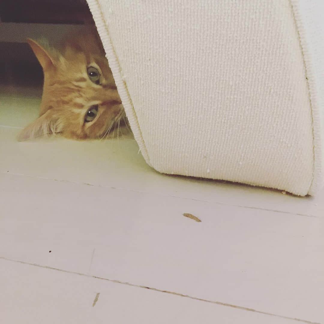のインスタグラム：「ボクはここだよ♡  最近、イオちゃんにホステス役を任せっきりでサボりがちだったから、今日は兄ちゃんもボクもおもてなしがんばりました。  病気のイオちゃんばっかり働かせたらおとこがすたるもんね。  #ユピ坊」