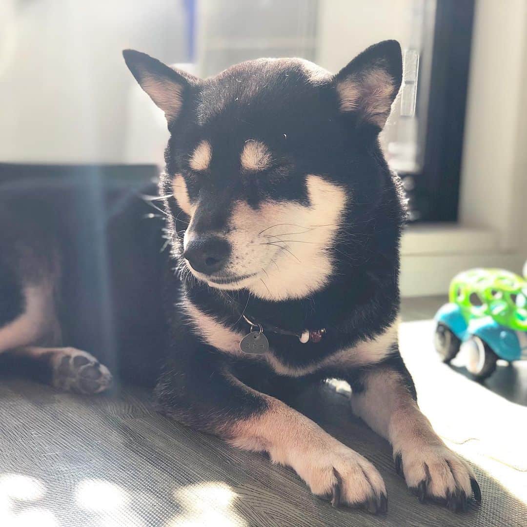 vo_coのインスタグラム：「☀️ 今日、3月の陽気だったんだってさー あったかいのもいいけど、雪遊びしたいなぁ… * #と思ってるとか思ってないとか #shibastagram #instashiba #shiba #shibainu #黒柴 #柴犬」
