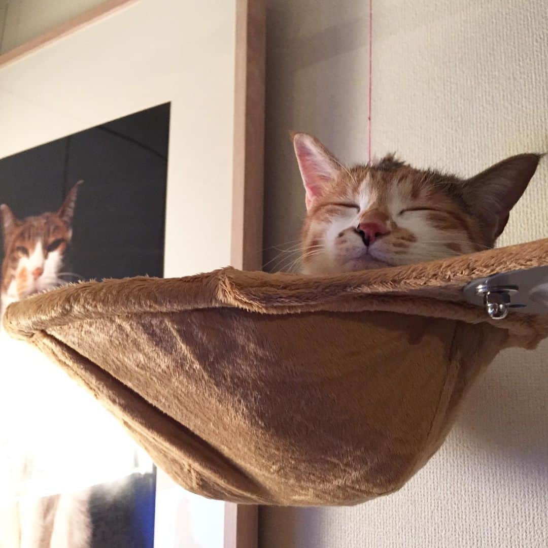 山田稔明さんのインスタグラム写真 - (山田稔明Instagram)「いつもチミが寝てる猫タワーのハンモック。この猫タワーは2014年11月に買って以来ずっと変わらずここにある。5年経った今もチミが一番落ち着くのはここ。ぽっちゃんと交信する場所？ #ポチ実 #三毛猫 #山田ポチ」1月13日 22時51分 - toshiakiyamada