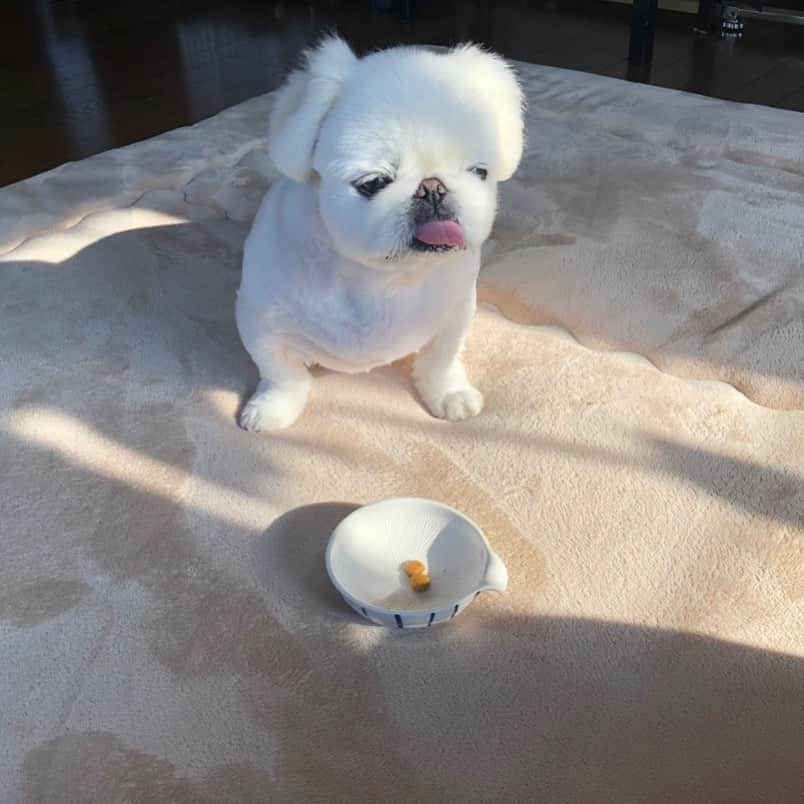 こなつのインスタグラム：「光合成しながらブランチ🐶🍽🍠✨」