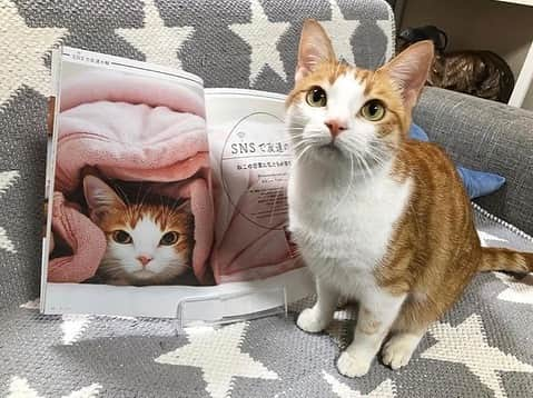 ねこさんのインスタグラム写真 - (ねこInstagram)「「ねこ 113号」で特集されている、【SNSで友達の輪】❣️📲 今回は、　@hanabokurokinako さん家に取材させて頂きました📸🥳✨ マイペースな"きなこくん"と、自由気ままな、"もなかちゃん"😍🤚🏻2人とも、と〜っても可愛かったな…また会いたいな…😆🙏✨ 雑誌との可愛い2ショットありがとうございます🌟🌟🌟 #Repost @hanabokurokinako with @make_repost ・・・ 昨日発売の #ねこマガジン　(@neko_magazine )の SNSで友達の輪のコーナーに、きなもなの写真とわたしたち夫婦のインタビューを掲載いただきました🥺✨ 前回モコぉまま(@moko_gacha )が紹介されてると知り大急ぎで本屋さんでねこマガジンを購入したのですが、まさかそのモコぉままに紹介頂いて次の号に掲載いただくことになるとは…😳お話をいただいた時はびっくりしました😳 これからも色んな方とSNSで友達の輪🤝✨を広げていけたら嬉しいです！✨ . . . . . 追記✏️ ブログも更新しました🐾 @hanabokurokinako のトップからとべます🥺💗 . . .  #はなきな #猫部 #きなちょのおうちのもーにゃん #きなもな  #にゃんこ  #スコティッシュフォールド #猫  #猫のいる暮らし #😻 #みんねこ」1月14日 9時58分 - neko_magazine