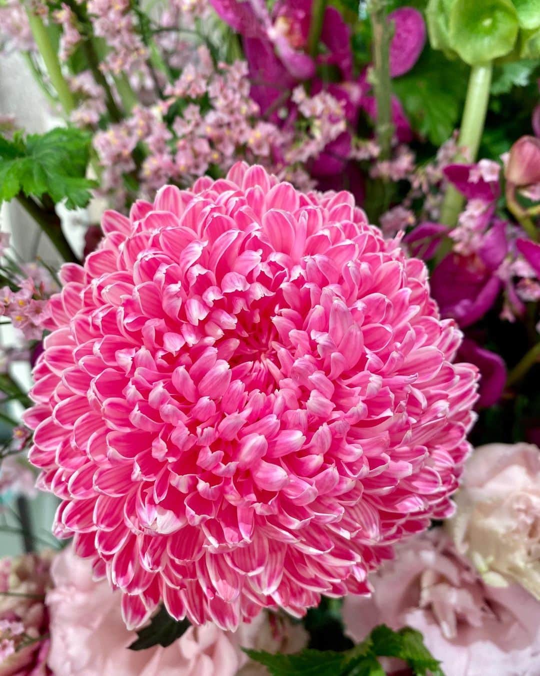 福岡放送「バリはやッ!」さんのインスタグラム写真 - (福岡放送「バリはやッ!」Instagram)「🌸1/13の週のスタジオ装花🌸 "外はまだまだ寒い季節が続きますが、春の陽気を思わせられるような温かな雰囲気を桃色のお花で制作致しました。桃色吐息です"  by #takeshithemangrove  #キイチゴ #スターチス #トルコキキョウ #モカラ #カーネーション #モルセラ #ピンポンマム  #花が好き #花が好きな人と繋がりたい #花を飾る #花は癒し #花のある暮らし #装花　#スタジオ装花　#フラワーアレンジメント #春の陽気　#1月の花　#春の花　#桃色吐息」1月14日 8時32分 - barihaya
