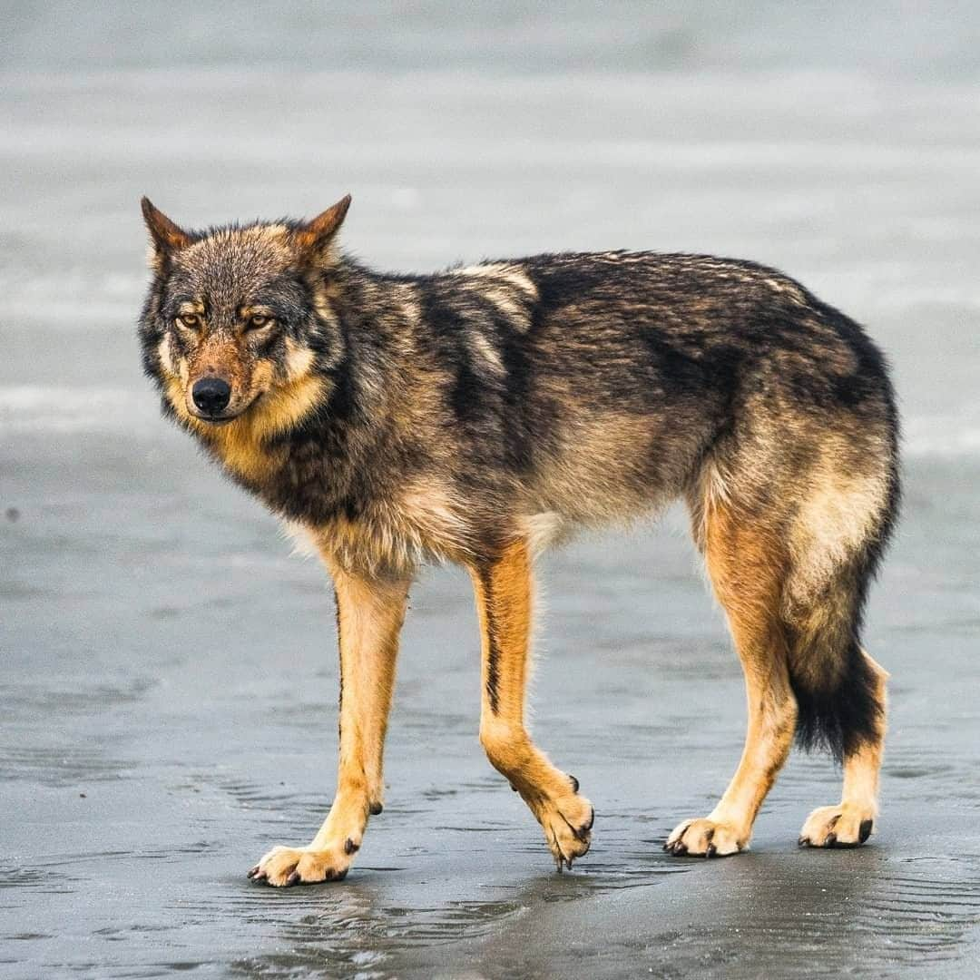 ナショナルジオグラフィックさんのインスタグラム写真 - (ナショナルジオグラフィックInstagram)「Photo by Cristina Mittermeier @Mitty | As @paulnicklen disappeared into the forest on one of the many islands that grace the rugged coast of British Columbia to look for wolves, I was left alone on the beach to make sure our Zodiac boat would not wash away. Imagine my surprise when this young wolf walked out of the forest and onto the beach. Wolves on these shores are different from those inland. Ninety percent of their diet is from the ocean, so they spend a lot of time patrolling the shore in search of food. It was almost awkward to stand there together, sizing each other up—not in a confrontational way, but as if we were both asking: Who are you and what are you doing here? I think about this moment when I remember that rain wolves are afforded no formal protections from the B.C. government. I hope that sharing stories about my experiences in the wild with them will change that. Follow me @Mitty for more videos and images documenting the diversity of life on the Canadian pacific coast. #TurningTheTide #ExtinctionEndsHere #gratitude #wolf」1月14日 8時35分 - natgeo