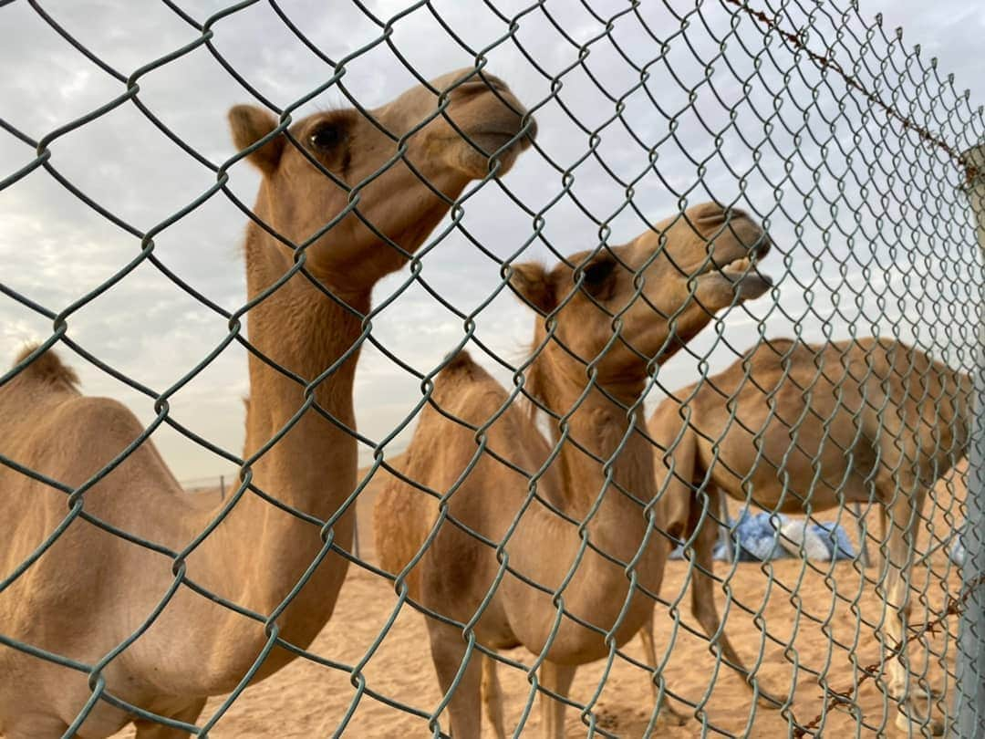 杉山由紀子さんのインスタグラム写真 - (杉山由紀子Instagram)「ドバイの砂漠🌵🐪 * 本当に最高だったひとつ💛 * 自然の力はすごい。 高層の建物ももちろん感動でしたが、自然のパワーはそれ以上だとおもう✨ * 親子で好きなものは似てるみたい🤭 * ふたりのはっちゃけぶりが凄い‼️笑 * * こういう親孝行はなかなか出来ないからこそもっと増やしたいとおもう。 * * #親孝行 #できるうちに #楽しすぎる時間 #全て加工なし  #ドバイ #ドバイLAS #dubai #砂漠 #デザートサファリ #🐪」1月14日 8時45分 - yukikosugiyama