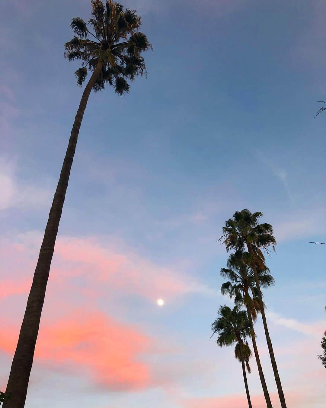 アナベル・ウォーリスのインスタグラム：「Moon」