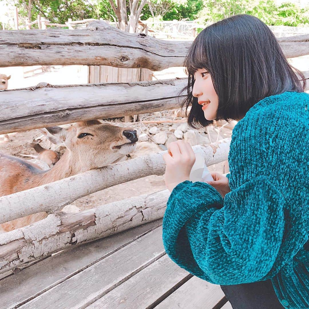 矢作萌夏のインスタグラム：「どうぶつえん🦌 . . . . . #動物園 #鹿 #AKB48 #instagood 🦌」