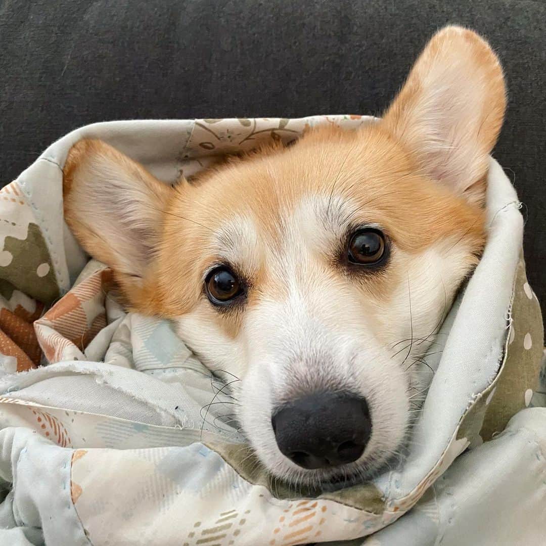 Liloさんのインスタグラム写真 - (LiloInstagram)「Do I have to get up woof? I disapprove mondays woof...」1月14日 2時49分 - lilothewelshcorgi