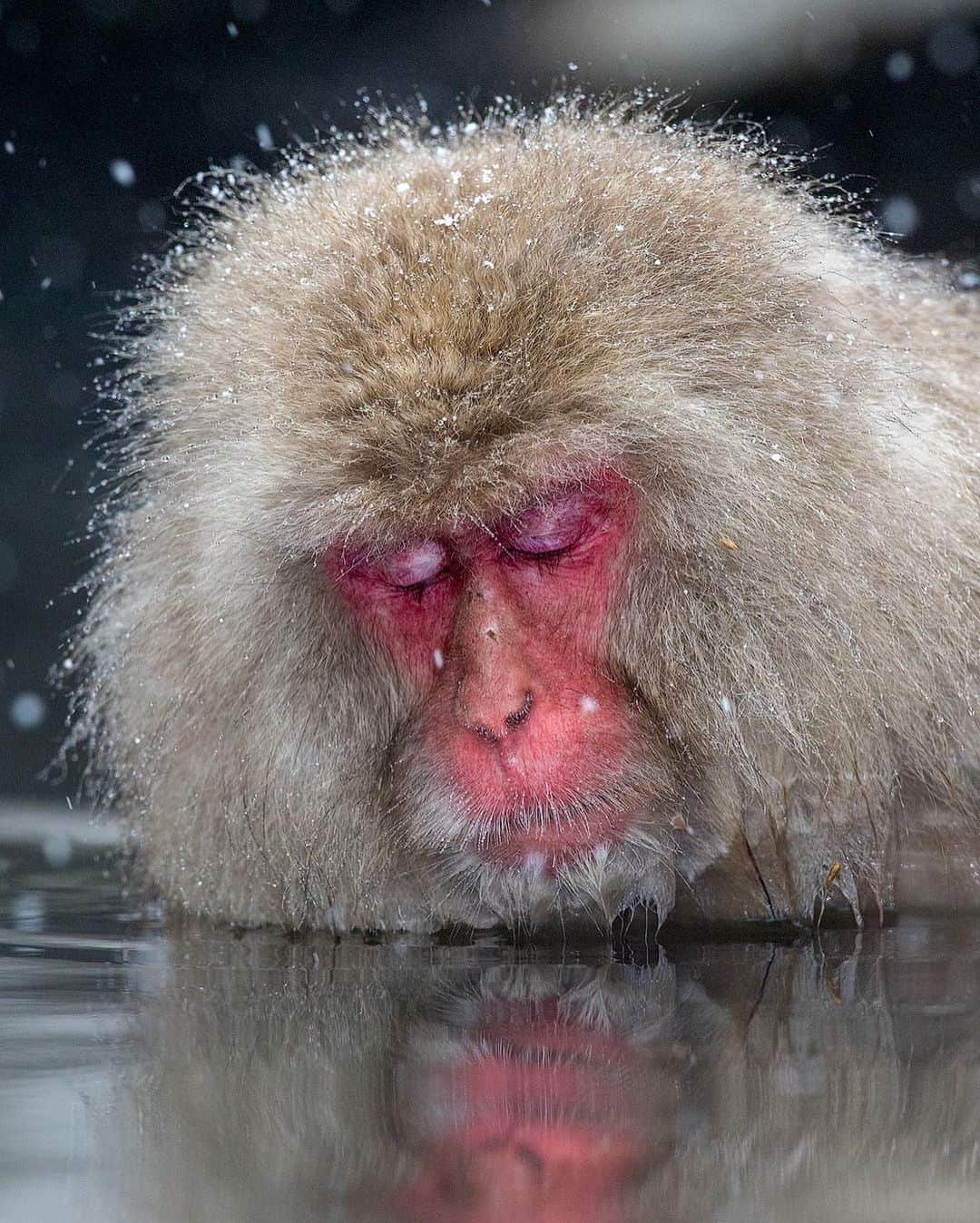 Discoveryさんのインスタグラム写真 - (DiscoveryInstagram)「“The Japanese macaque, also called ‘snow monkey’. They live in the mountains of Japan where they must endure thick snow and freezing temperatures for several months of the year and nightly temperatures of -20°C. Their fur is both extremely warm and water repellent. In Jigokudani, where these two photos where taken, a troop of these snow monkeys will take hot baths in a natural spring during the winter -- a tradition they have done for the last 50 years in order to endure the cold.” 📸 + caption by Mogens Trolle (@mogenstrolle) . . . . #adventure #travel #nature #photography #photooftheday #naturephotography #instagood #wildlifeIG #explore #naturelovers #holidays #winter #JapaneseMacaque #SnowMonkey #Japan」1月14日 2時52分 - discovery