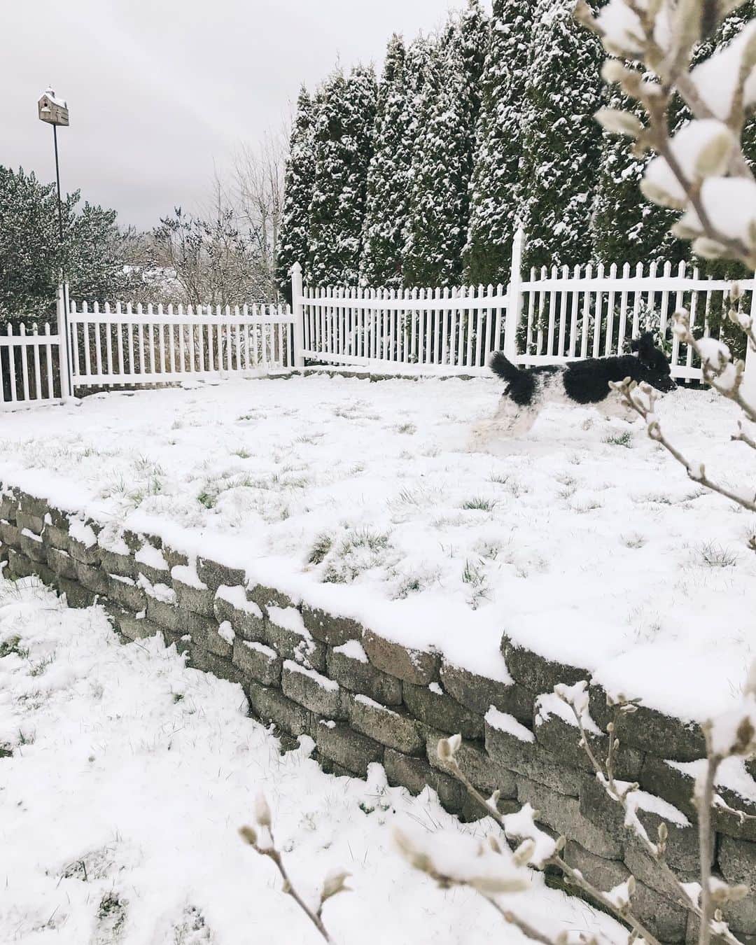 Robin May Flemingのインスタグラム：「Once she realized she couldn't actually eat it all, Peggy had a lot of fun in her first snow.」