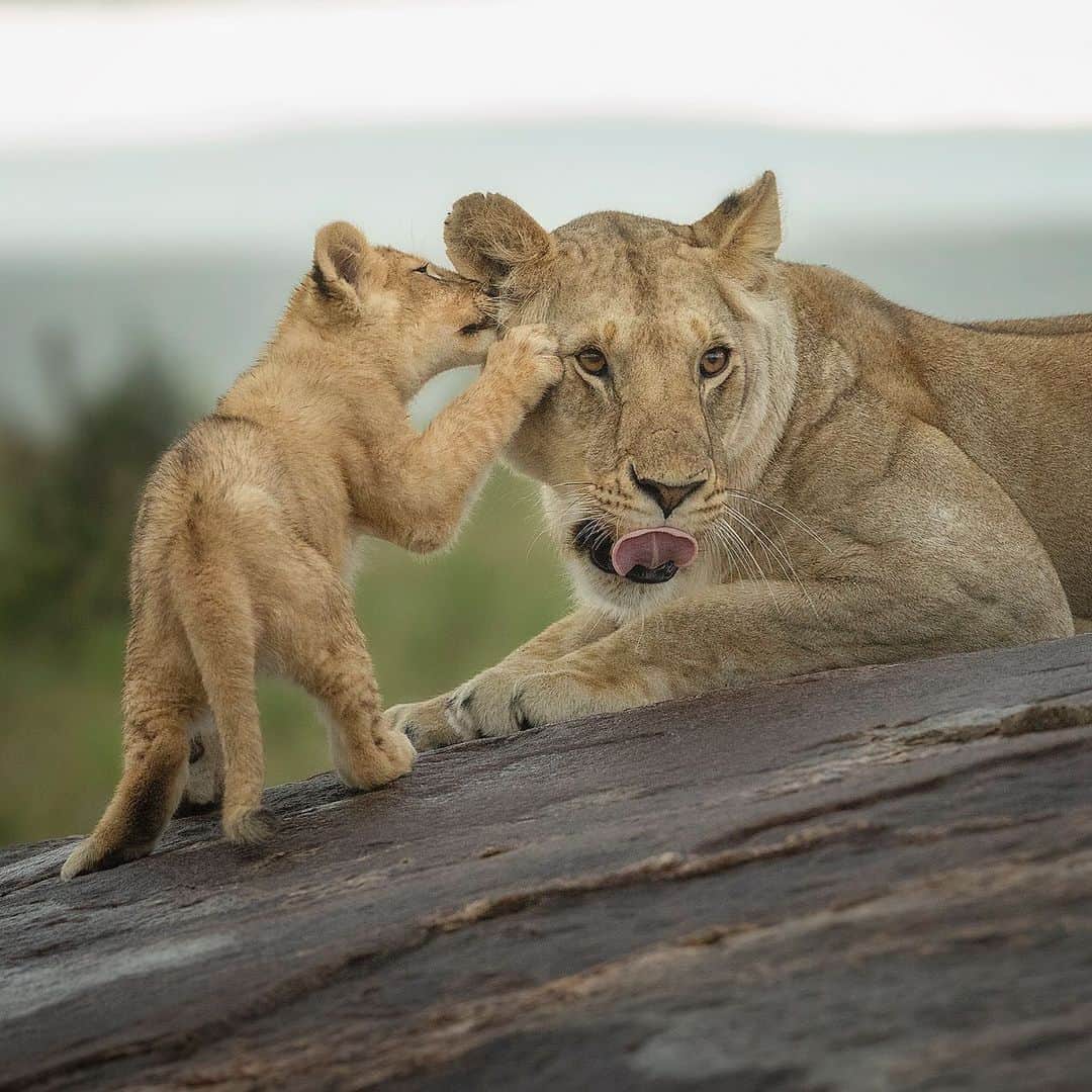 Chase Dekker Wild-Life Imagesのインスタグラム：「I wonder if this lion cub is telling his mom about a secret elephant graveyard or maybe just where the nearby watering hole is. What do you think the cub would be saying?」
