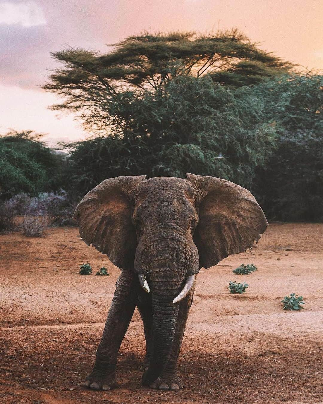 Earth Picsさんのインスタグラム写真 - (Earth PicsInstagram)「@doyoutravel photographs this majestic wild elephant in Kenya. Did you know the elephant population has dropped 62% in the last ten years? An estimated 100 African elephants are killed a day by poachers seeking ivory, meat and body parts, leaving only 400,000 of these beautiful creatures remaining.」1月14日 5時34分 - earthpix