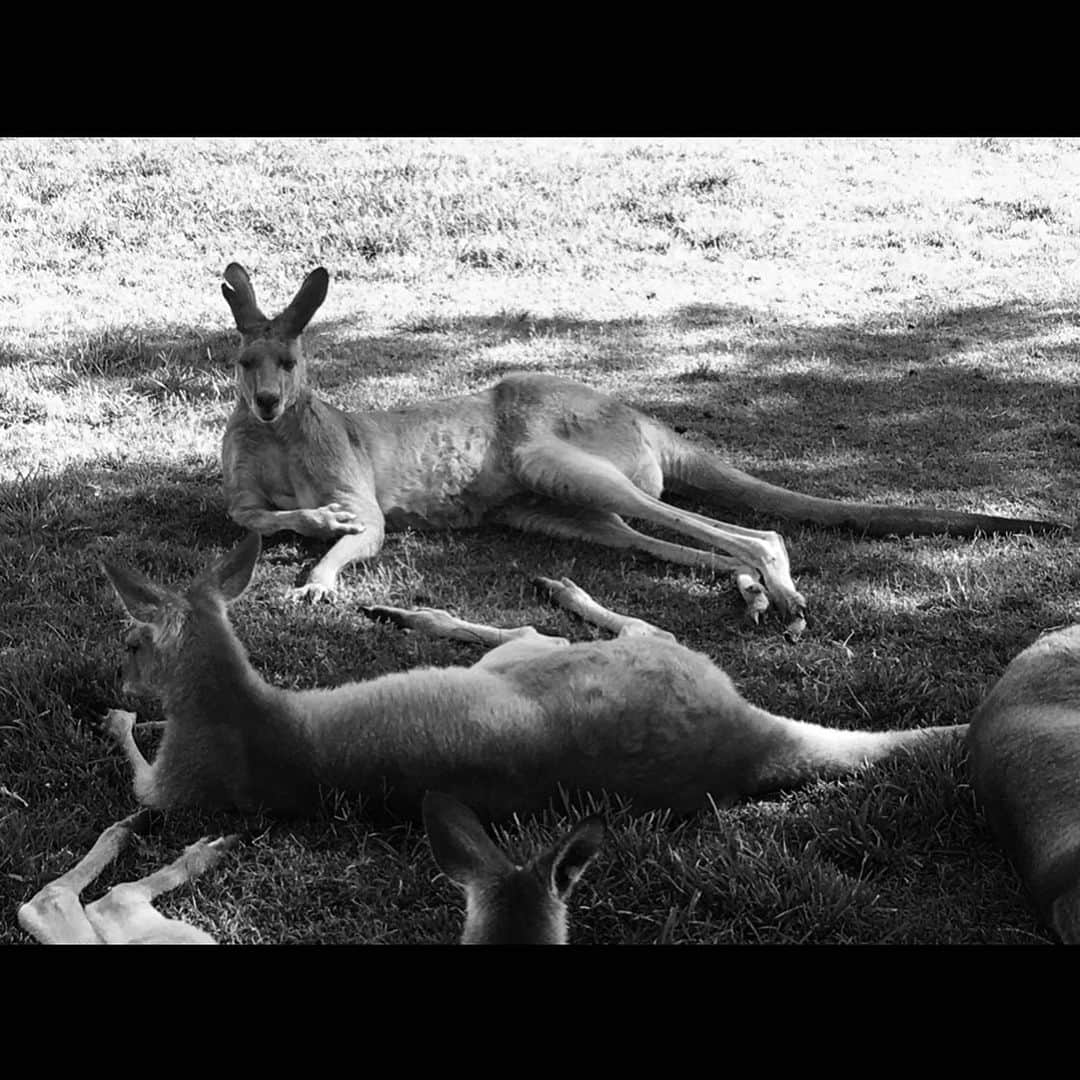 ジャシンダ・バレットのインスタグラム：「Home  @wireswildliferescue @wwf @wwfaustralia  #Bushfireemergency #nswrfs #wireswildliferescue #climatevisionaries #ausfires #globalwarming #ourhouseisonefire #natgeo @greenpeace@natgeo」