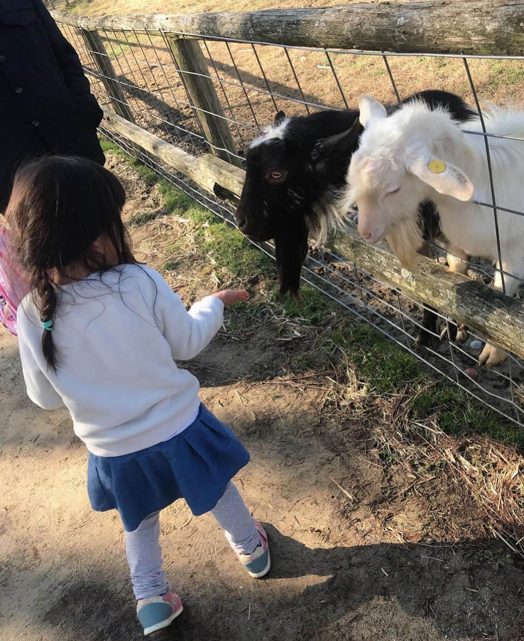 三浦泉さんのインスタグラム写真 - (三浦泉Instagram)「* 帰省中〜姪っ子ちゃんと 佐賀県　どんぐり村へお出かけしました💕 *  姪っ子ちゃん ヤギや🐐馬🐴と触れ合い 乗馬　餌やりなど とても楽しそう♥️❤️ *  私も童心に戻り楽しんで 時間が経つのも忘れたくらい🐐🐴♥️ * 　ヤギや馬🐐🐴　可愛くて 癒されました〜‼️ * 姪っ子ちゃん お話も上手になってて　大きくなったなぁ〜‼️ ダンスも上手で今度　教えてもらいたい💕 * * #どんぐり村  #佐賀県 #姪っ子  #姪っ子ちゃん #姪っ子ちゃんラブ」1月14日 6時40分 - princessizu1201