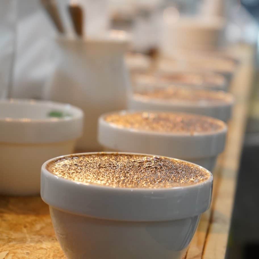坂口憲二（THE RISING SUN COFFEE）さんのインスタグラム写真 - (坂口憲二（THE RISING SUN COFFEE）Instagram)「◆GOOD MORNING COFFEE‼︎◆ .  ROAD TO SCAJ .  成澤バリスタ、今年は本気です！ .  #coffee #coffeebeans #coffeelab #coffeeroaster  #coffeeandsurfing #coffeeshop  #coffeetime  #coffeemaker  #coffee_inst  #coffeeholic  #coffeestand  #coffeeexample  #coffeeaddict  #coffeeclothes  #coffeelover  #coffeecoffeecoffee  #coffeeshops  #therisingsuncoffee  #coffeeculture  #coffeeart  #specialitycoffee  #handdrip  #surfing #chiba  #7photo #SCAJ #jbrc #TRSC」1月14日 7時15分 - therisingsuncoffee
