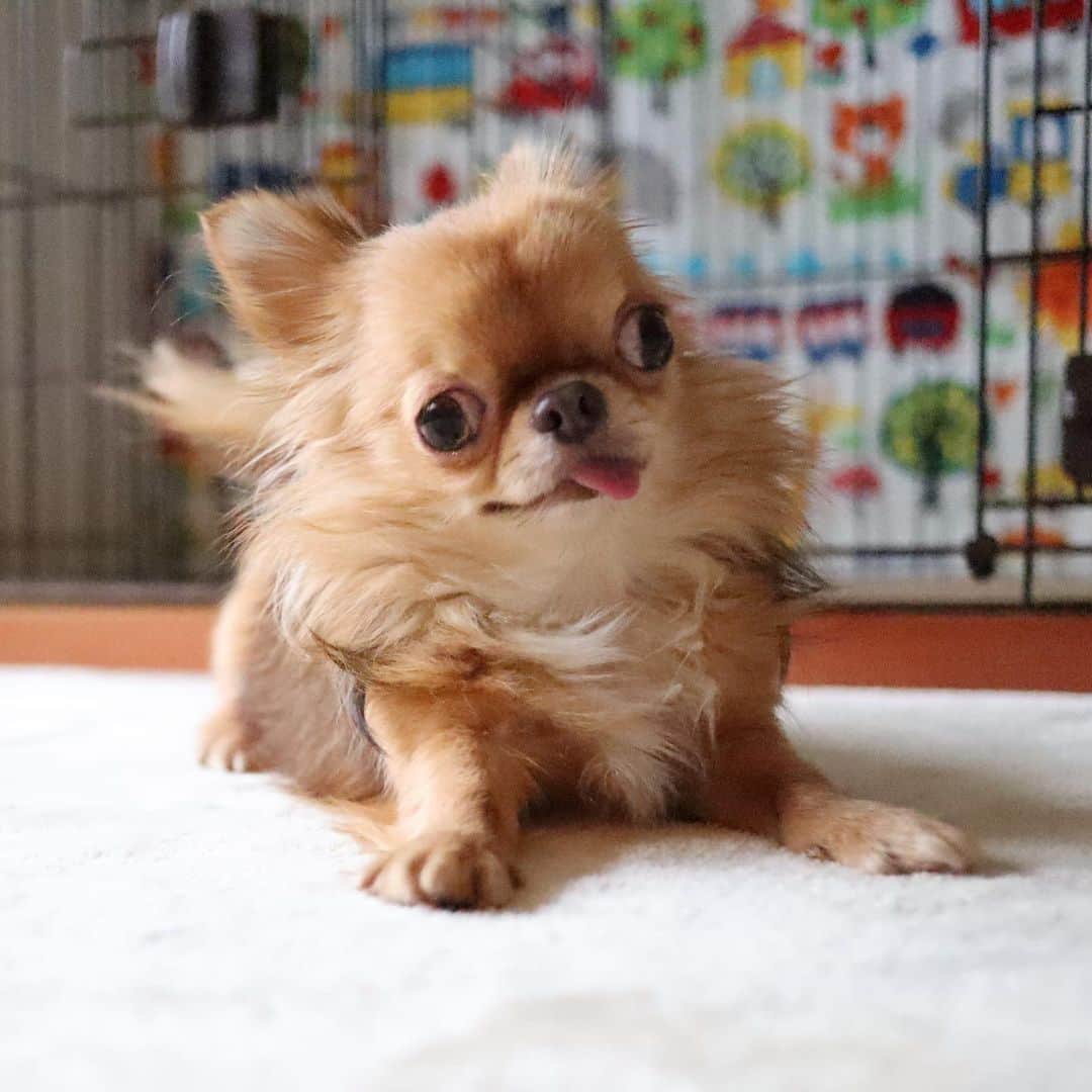 kayoのインスタグラム：「* * おはよー☀ * * 朝から元気いっぱいの くりお☺️ * * kulio💗 * * #chihuahua#chihuahualove#dogstgram#dog#instadog#チワワ#チワワ大好き * *」