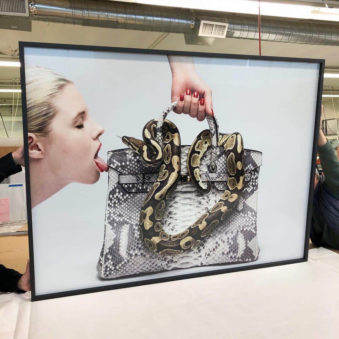 タイラー・シールズのインスタグラム：「Magic can only exist if you let it. This was one of those magic moments. I had brought this snake in, a Ball Python, I didn’t know how the snake would take to the bag of it would not move once it was on it or if it would just not stop moving, when we started shooting I quickly realized the snake was on my side, doing pretty much everything I thought, whenever I shoot animals I talk to them like they are a person so I said to the snake a few times when I ask you to stick your tongue out I want you to do it, so when this moment came I said “stick your tongue out” after repeating it a few times the snake stuck it’s head up and I said it one last time, sure enough it stuck its tongue out and I took the photograph, it was a magical moment to say the least. This photo a 60 by 45 inch print will be on display at Zona Maco photo FS 104 in Mexico City along with a few others.」