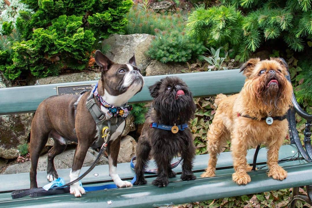Digby & Aloのインスタグラム：「Can’t beat summer hangs with @spike_mcgruff 😍」