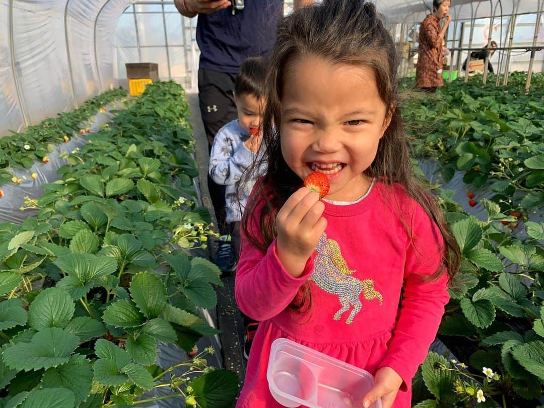 エリナ シルカさんのインスタグラム写真 - (エリナ シルカInstagram)「いちご狩り幸せ🍓🍓🍓🍓」1月14日 18時24分 - laura_elina_ymd