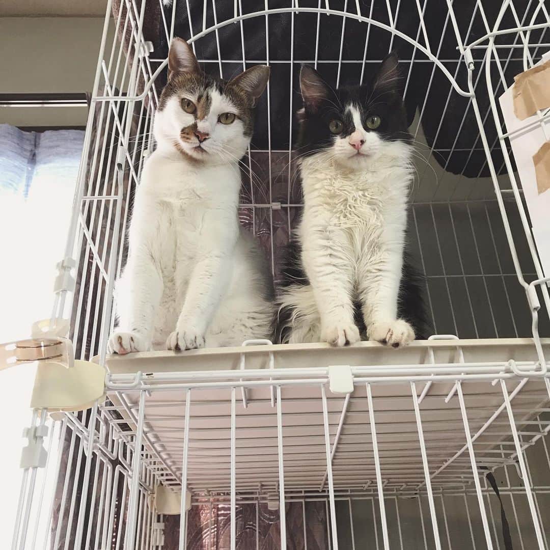 もじゃころのインスタグラム：「坂東玉隠しシャシャ丸とルアクコピッピモカ丸です☺️最近はこのケージの3階で仲良く寝てることが多い☺️ふたりともかわいい💕  モカちんは前足閉じれないタイプです😂  #坂東玉隠しシャシャ丸  #ルアクコピッピモカ丸  #バンモカ」