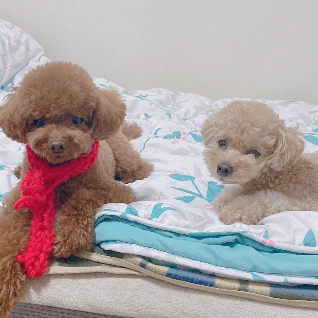 ユン・セアさんのインスタグラム写真 - (ユン・セアInstagram)「#뽀그리야🐶🐾의하루 #칸쵸네더부살이 #괜시리 #멜로눈알 😈 칸쵸: 준상옵하!! 겨울연가중...!! 칸쵸네 옆집 초등학생이 떠준 뽀그리야 목도리 넘 고마와여 ~🥳」1月14日 10時18分 - loveyoonsea