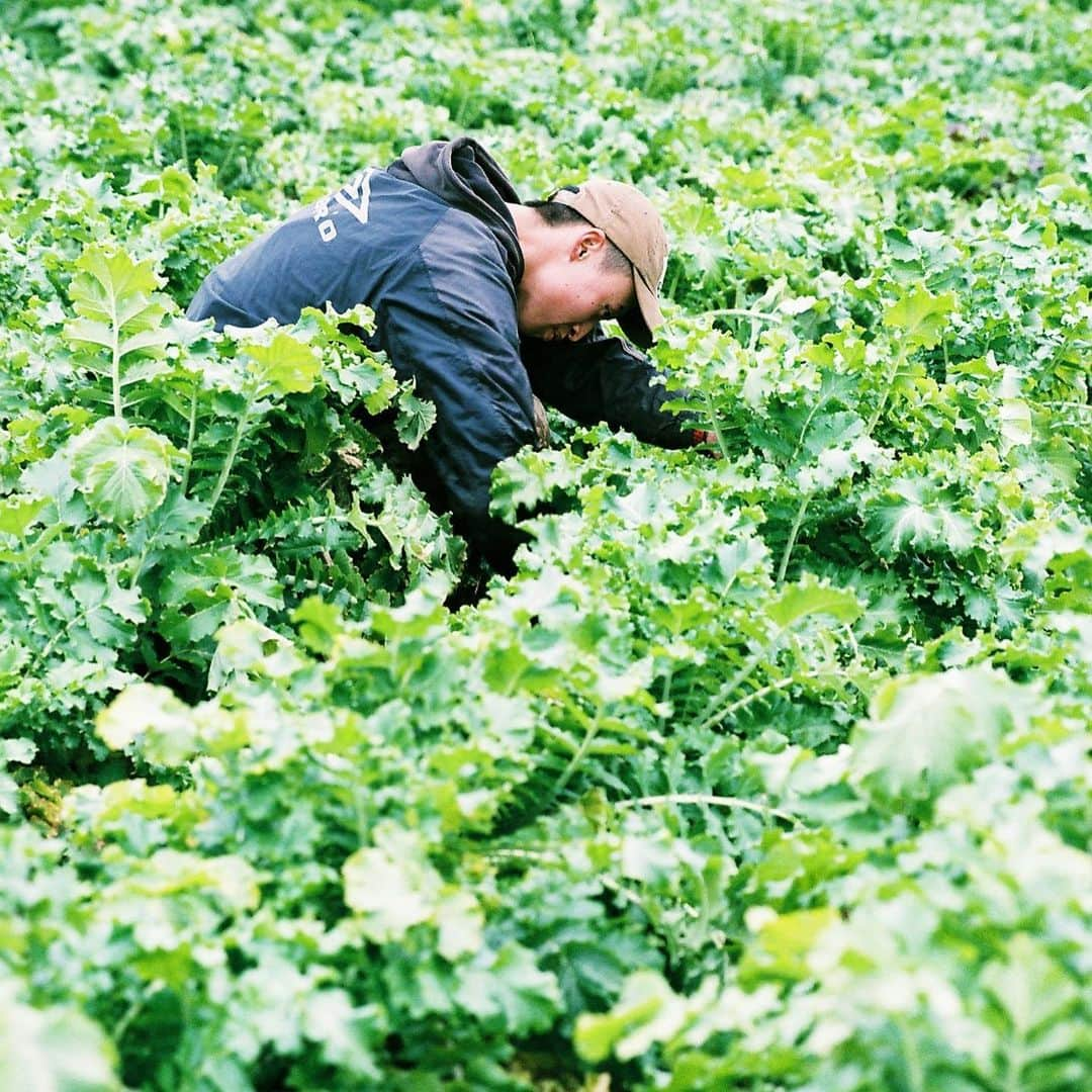 Aya（高本彩）さんのインスタグラム写真 - (Aya（高本彩）Instagram)「VEGGIE FARM × VEGGIE FARM TOKYO〜Photo by Aya〜  自家農家を持ち無農薬無科学肥料の野菜を栽培するレストラン『ALL FARM』と、上質な大人の為のプライベート空間を運営する『N's Lounge』がタッグを組み生まれたお洒落な野菜ダイニング『VEGGIE FARM TOKYO』  今回このVEGGIE FARM TOKYOで期間限定で私がフィルムカメラで撮影した写真が展示されます。 ※1/20〜展示開始。  実際に野菜を栽培している畑へ行き 採れたての野菜を撮影。  昔から受け継がれる栽培方法だからこそ生まれるALL FARM×VEGGIE FARM TOKYOのお野菜。  是非美味しいお野菜堪能しに行ってみてください🥬  #veggiefarmtokyo #nslounge #photobyaya #代官山 #ケールのすき焼きとバーニャカウダーが最高」1月14日 10時37分 - aya_dream04