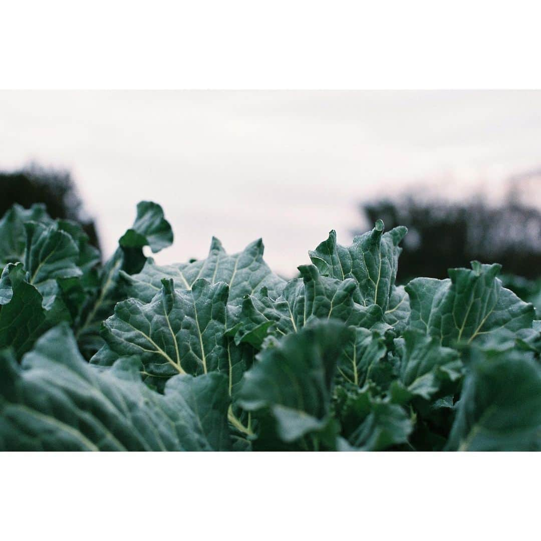 Aya（高本彩）さんのインスタグラム写真 - (Aya（高本彩）Instagram)「VEGGIE FARM × VEGGIE FARM TOKYO〜Photo by Aya〜  自家農家を持ち無農薬無科学肥料の野菜を栽培するレストラン『ALL FARM』と、上質な大人の為のプライベート空間を運営する『N's Lounge』がタッグを組み生まれたお洒落な野菜ダイニング『VEGGIE FARM TOKYO』  今回このVEGGIE FARM TOKYOで期間限定で私がフィルムカメラで撮影した写真が展示されます。 ※1/20〜展示開始。  実際に野菜を栽培している畑へ行き 採れたての野菜を撮影。  昔から受け継がれる栽培方法だからこそ生まれるALL FARM×VEGGIE FARM TOKYOのお野菜。  是非美味しいお野菜堪能しに行ってみてください🥬  #veggiefarmtokyo #nslounge #photobyaya #代官山 #ケールのすき焼きとバーニャカウダーが最高」1月14日 10時37分 - aya_dream04