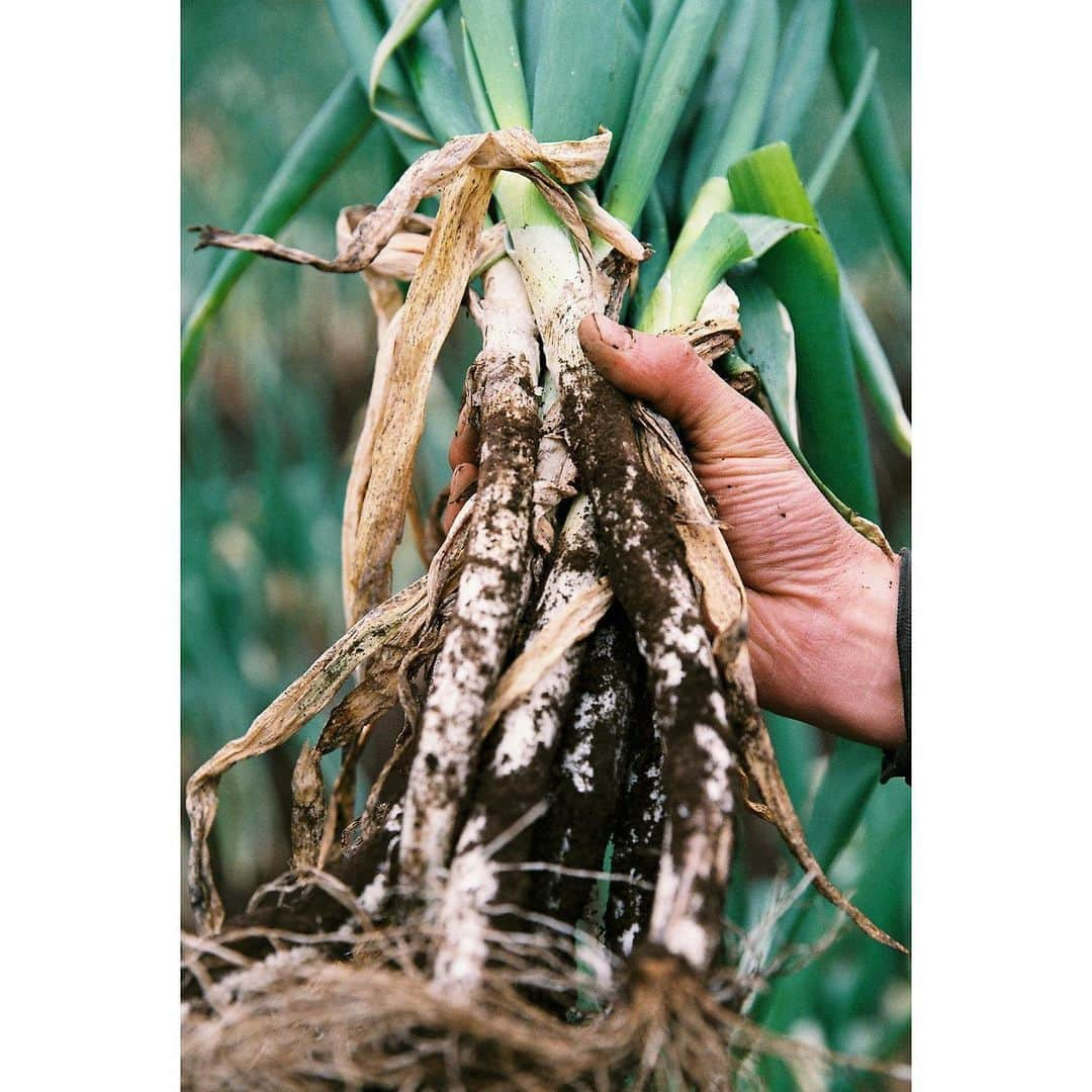 Aya（高本彩）さんのインスタグラム写真 - (Aya（高本彩）Instagram)「VEGGIE FARM × VEGGIE FARM TOKYO〜Photo by Aya〜  自家農家を持ち無農薬無科学肥料の野菜を栽培するレストラン『ALL FARM』と、上質な大人の為のプライベート空間を運営する『N's Lounge』がタッグを組み生まれたお洒落な野菜ダイニング『VEGGIE FARM TOKYO』  今回このVEGGIE FARM TOKYOで期間限定で私がフィルムカメラで撮影した写真が展示されます。 ※1/20〜展示開始。  実際に野菜を栽培している畑へ行き 採れたての野菜を撮影。  昔から受け継がれる栽培方法だからこそ生まれるALL FARM×VEGGIE FARM TOKYOのお野菜。  是非美味しいお野菜堪能しに行ってみてください🥬  #veggiefarmtokyo #nslounge #photobyaya #代官山 #ケールのすき焼きとバーニャカウダーが最高」1月14日 10時37分 - aya_dream04