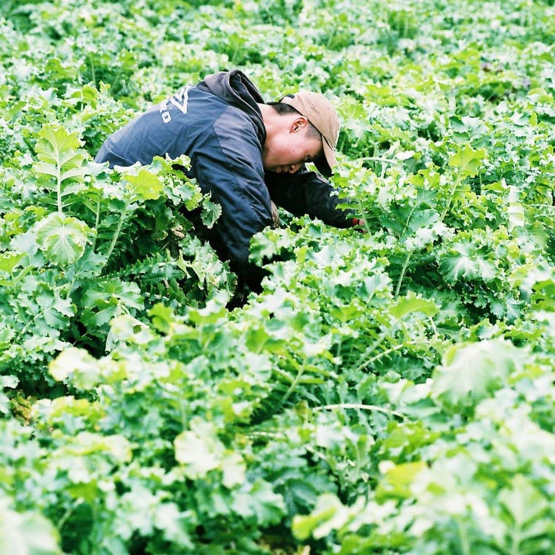 のインスタグラム：「VEGGIE FARM × VEGGIE FARM TOKYO〜Photo by Aya〜  自家農家を持ち無農薬無科学肥料の野菜を栽培するレストラン『ALL FARM』と、上質な大人の為のプライベート空間を運営する『N's Lounge』がタッグを組み生まれたお洒落な野菜ダイニング『VEGGIE FARM TOKYO』  今回このVEGGIE FARM TOKYOで期間限定で私がフィルムカメラで撮影した写真が展示されます。 ※1/20〜展示開始。  実際に野菜を栽培している畑へ行き 採れたての野菜を撮影。  昔から受け継がれる栽培方法だからこそ生まれるALL FARM×VEGGIE FARM TOKYOのお野菜。  是非美味しいお野菜堪能しに行ってみてください🥬  #veggiefarmtokyo #nslounge #photobyaya #代官山 #ケールのすき焼きとバーニャカウダーが最高」