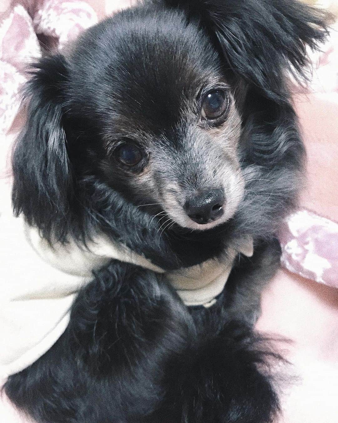 のインスタグラム：「❤︎ 毎晩のように悪夢を見るので この子を思い出して心を鎮めてる。 悪夢の理由は間違いなく緊張なので、どうしようもできないし今できることをやるしかないですな。 ⠀ それはさておき。 楽しいお知らせを近日中にできるよう頑張ってるよ！ ⠀  #dog #犬#愛犬#チワプー」