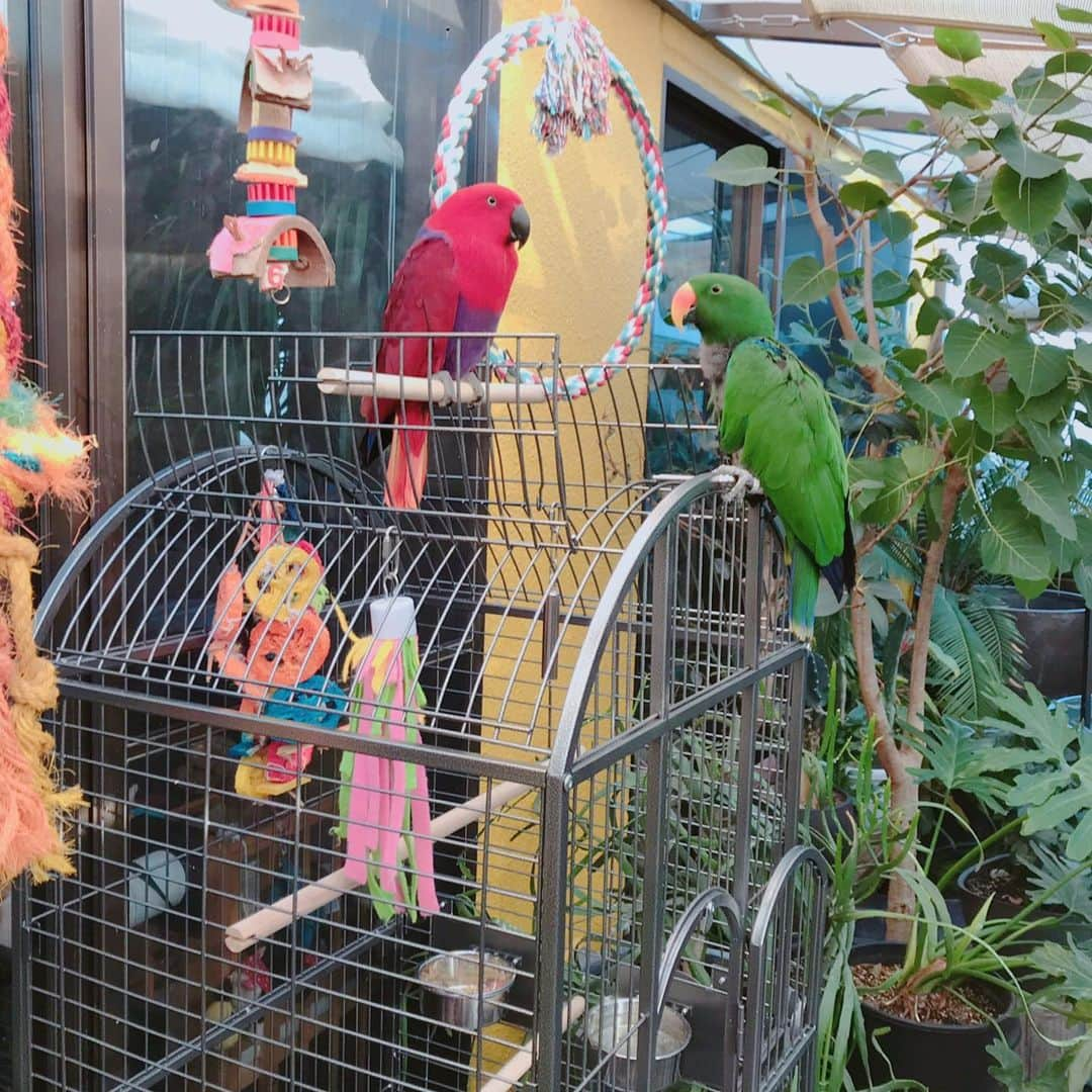 森泉さんのインスタグラム写真 - (森泉Instagram)「Ruby❤️とMojito💚の新居🎶 Can you guess which one is the boss...🤣 #eclectus #オオハナインコ」1月14日 11時24分 - izumi.mori