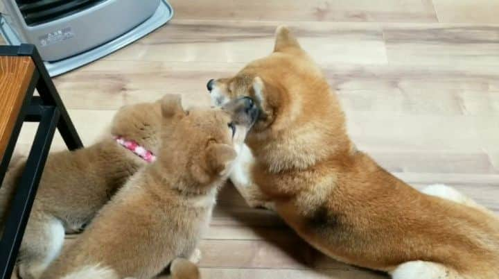 柴犬たま Shibainu Tamaのインスタグラム