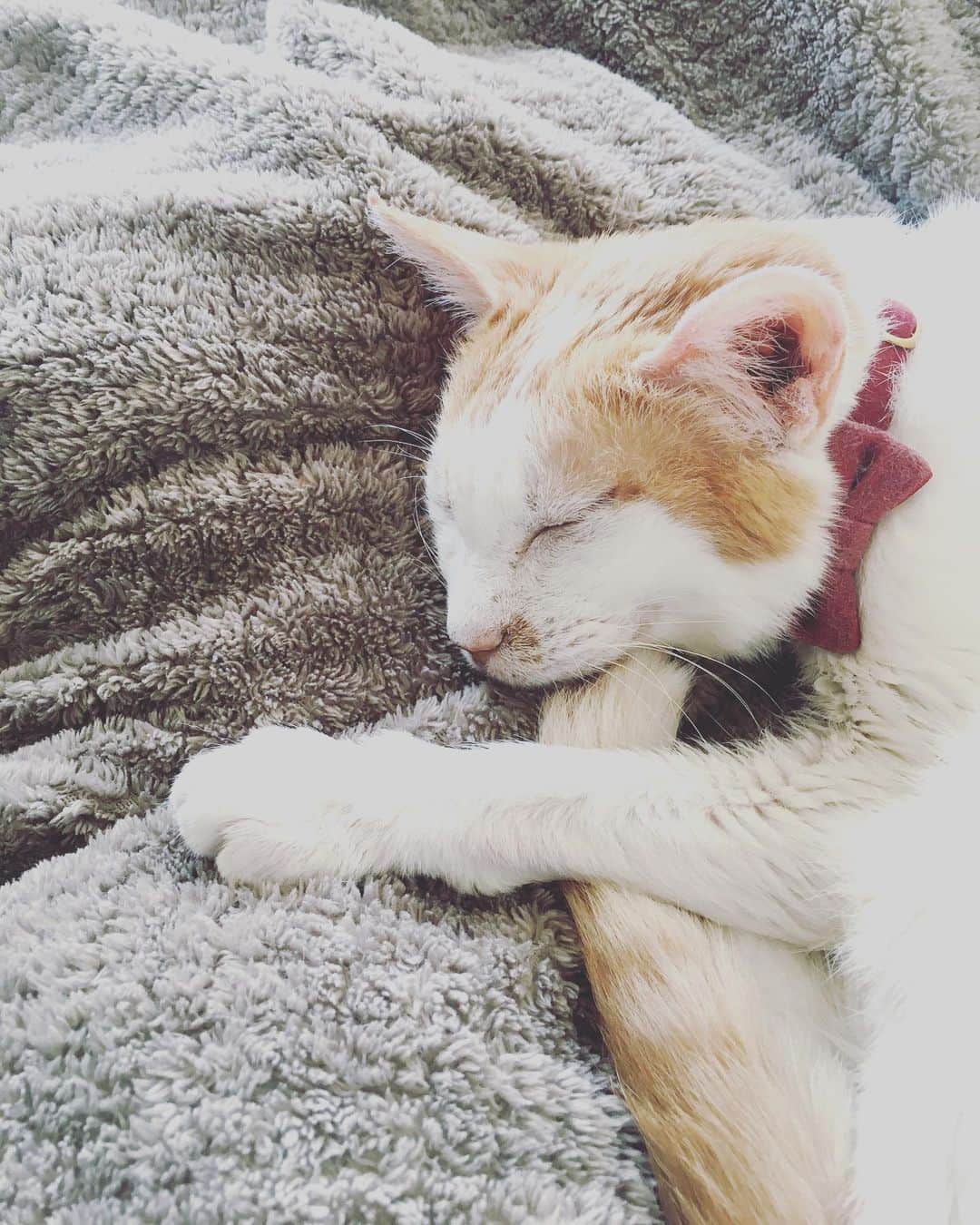 猫沢エミのインスタグラム