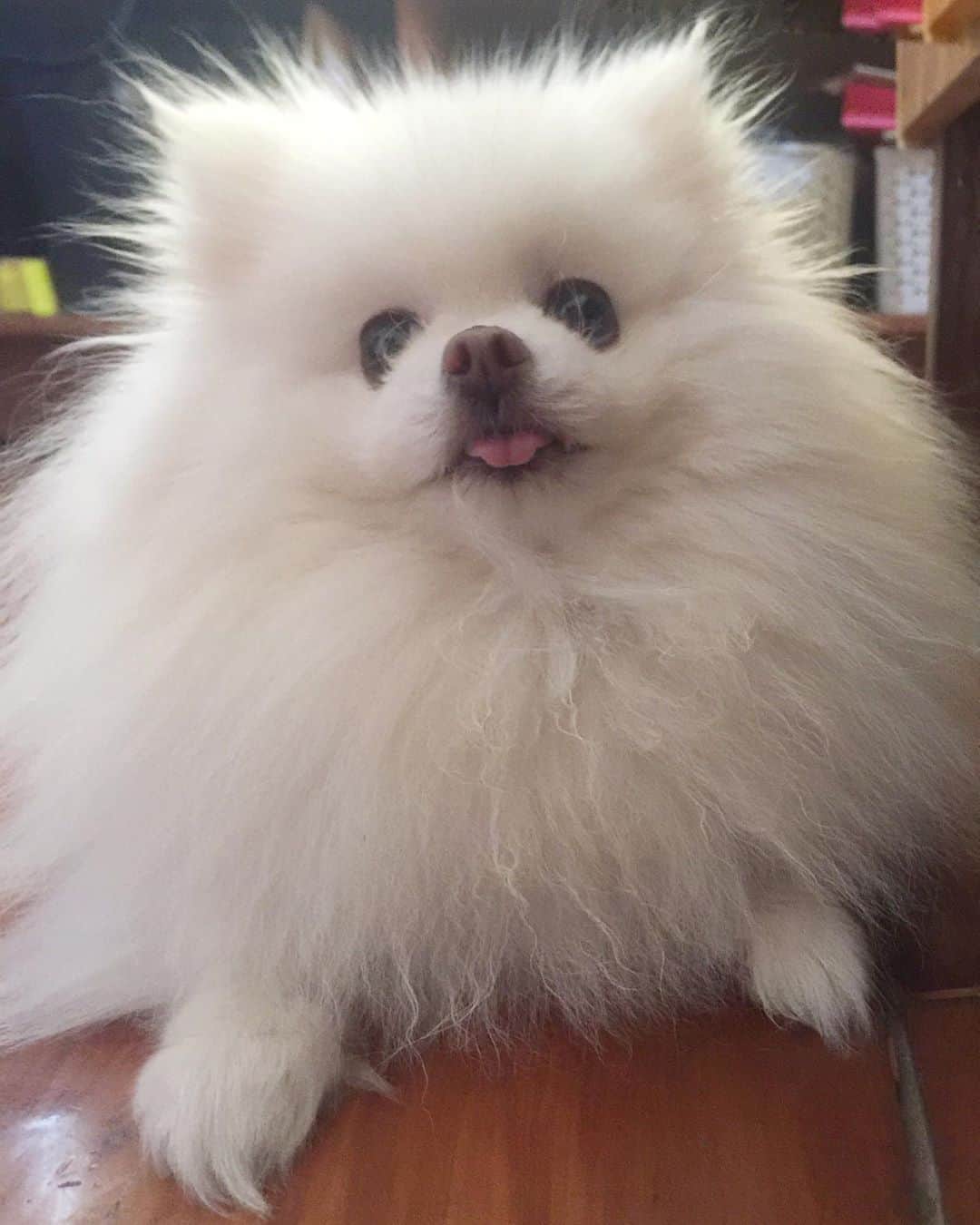 のインスタグラム：「Some #TOT and gricnhy paws for you today!😘🤣🐶 #weeklyfluff #fluffy #instagood #puppiesofinstagram #dailydog##buzzfeeddogs #dogoftheday #dogsofinstagram」