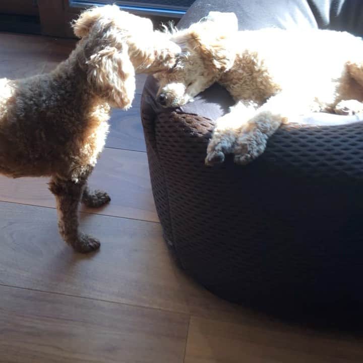 のインスタグラム：「Healing❤️ 癒し❤️ Shantie&Joy🌈 #トイプードル #トイプードル親子 #犬のいる暮らし #南果歩 #japaneseactress #kahominami  #toypoodle」