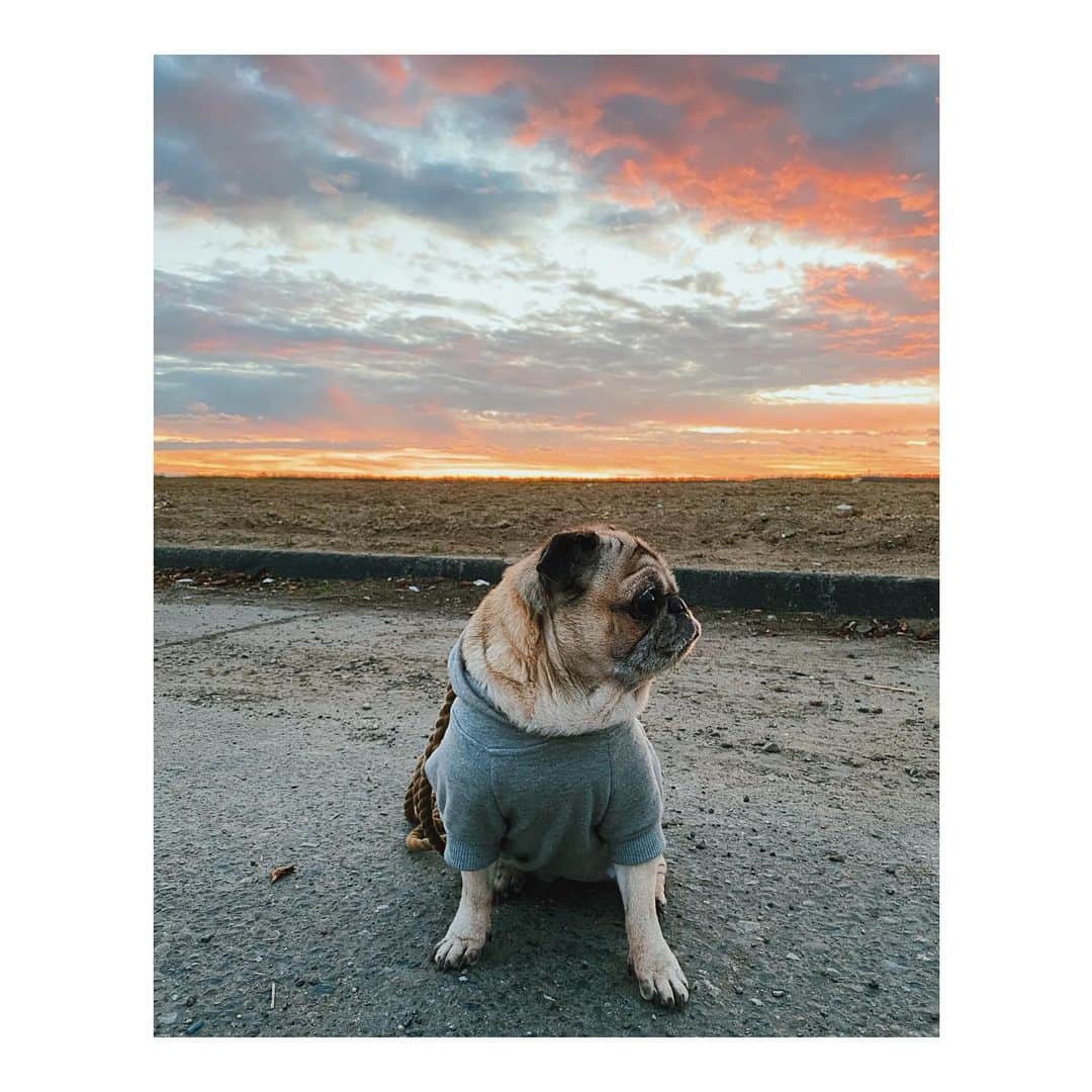 Melissa Santiagoのインスタグラム：「Just taking a post dinner poop stroll along an abandoned lot off the 5. #LeicaHarrietPancakes #DailyPug #Pug #pugsofinstagram」