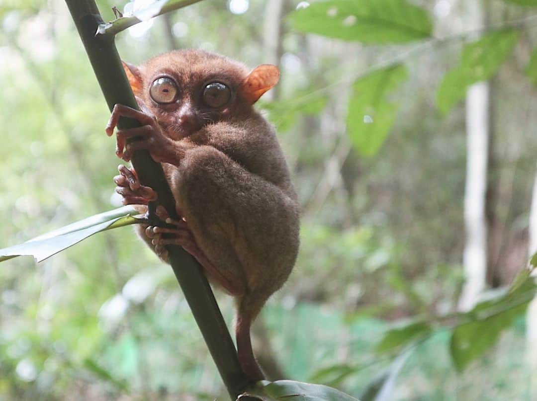 Remiさんのインスタグラム写真 - (RemiInstagram)「took jungle walk and met animals including lovely tarsiers in Bohol🐒🇵🇭 ボホール島では、世界最小のメガネザル、ターシャに会えました🙊💕 本当に小さくて、大きなお目目と、木にしがみついている姿が愛らしい✨  繊細な動物なので観光客は近付くことはできませんが、スタッフの方にカメラを渡すと、近くで撮影してくれました！  こちらのターシャ保護区、野生のターシャだけでなく、ライオンやワニ、サメや鳥たちなど沢山の動物を間近で見ることができる動物園のようになっています🦁🐊🦚🦉 ヘビやワニを持って記念撮影も📷🐍 娘はちょうどお昼寝タイムでしたが、息子は動物たちに触れ合えて一番テンションが上がっていました！  子供も一緒に楽しめるセブ近辺のアクティビティとしておすすめです💕 ボホール島の日帰りtrip、日本語ツアーもありますが、英語OKであれば、現地で車をチャーターして島を回るのも良いと思います😊(港で沢山客引きしているので交渉してガイドしてもらいます) ボホール島は、今回唯一ガイドブックを使いました📗  #ターシャ #ボホール島 #セブ子連れ旅 #フィリピン #子連れ旅 #tarsier #bohol #TarsierConservationArea #philippines #lovetabimama」1月14日 14時23分 - remi_912