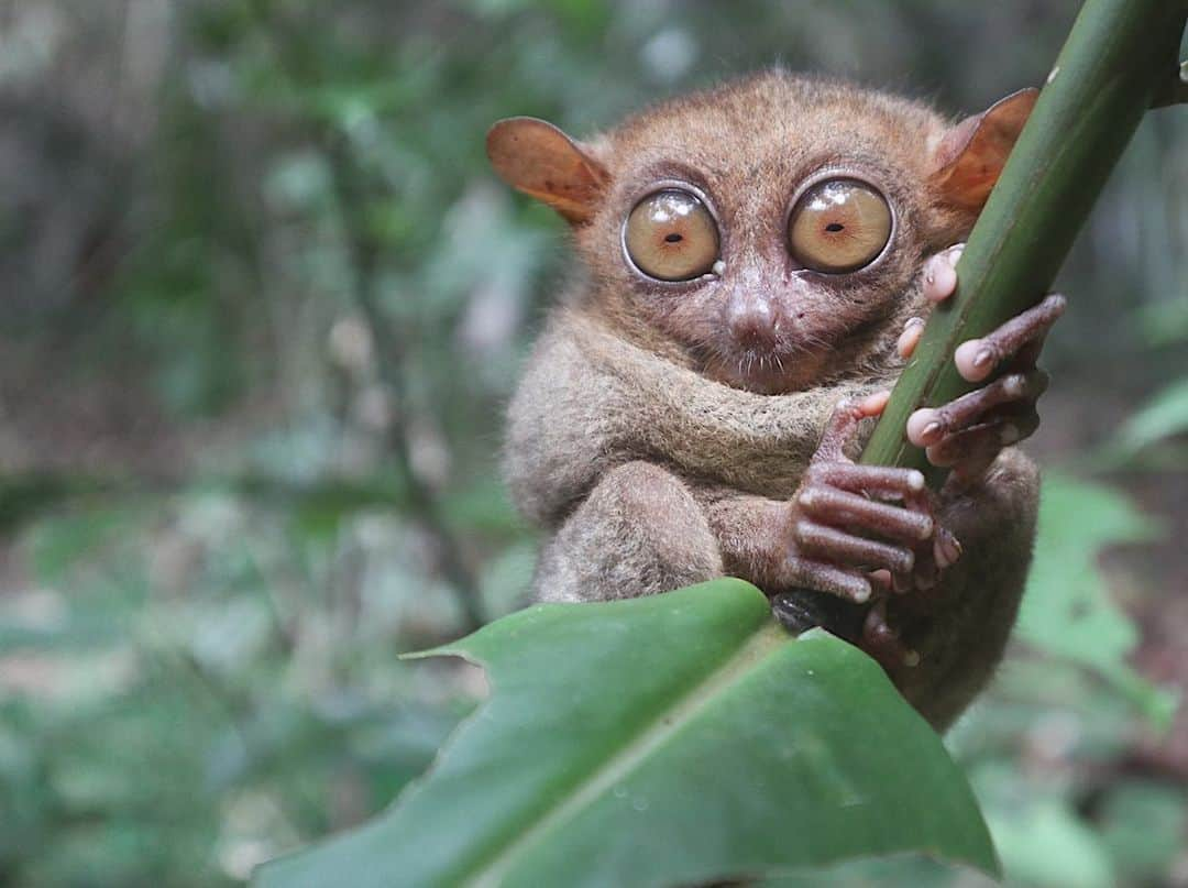 Remiさんのインスタグラム写真 - (RemiInstagram)「took jungle walk and met animals including lovely tarsiers in Bohol🐒🇵🇭 ボホール島では、世界最小のメガネザル、ターシャに会えました🙊💕 本当に小さくて、大きなお目目と、木にしがみついている姿が愛らしい✨  繊細な動物なので観光客は近付くことはできませんが、スタッフの方にカメラを渡すと、近くで撮影してくれました！  こちらのターシャ保護区、野生のターシャだけでなく、ライオンやワニ、サメや鳥たちなど沢山の動物を間近で見ることができる動物園のようになっています🦁🐊🦚🦉 ヘビやワニを持って記念撮影も📷🐍 娘はちょうどお昼寝タイムでしたが、息子は動物たちに触れ合えて一番テンションが上がっていました！  子供も一緒に楽しめるセブ近辺のアクティビティとしておすすめです💕 ボホール島の日帰りtrip、日本語ツアーもありますが、英語OKであれば、現地で車をチャーターして島を回るのも良いと思います😊(港で沢山客引きしているので交渉してガイドしてもらいます) ボホール島は、今回唯一ガイドブックを使いました📗  #ターシャ #ボホール島 #セブ子連れ旅 #フィリピン #子連れ旅 #tarsier #bohol #TarsierConservationArea #philippines #lovetabimama」1月14日 14時23分 - remi_912