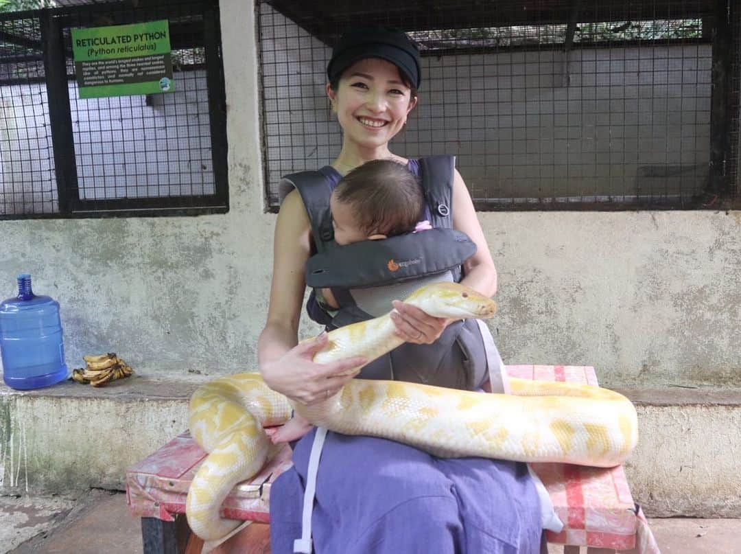 Remiさんのインスタグラム写真 - (RemiInstagram)「took jungle walk and met animals including lovely tarsiers in Bohol🐒🇵🇭 ボホール島では、世界最小のメガネザル、ターシャに会えました🙊💕 本当に小さくて、大きなお目目と、木にしがみついている姿が愛らしい✨  繊細な動物なので観光客は近付くことはできませんが、スタッフの方にカメラを渡すと、近くで撮影してくれました！  こちらのターシャ保護区、野生のターシャだけでなく、ライオンやワニ、サメや鳥たちなど沢山の動物を間近で見ることができる動物園のようになっています🦁🐊🦚🦉 ヘビやワニを持って記念撮影も📷🐍 娘はちょうどお昼寝タイムでしたが、息子は動物たちに触れ合えて一番テンションが上がっていました！  子供も一緒に楽しめるセブ近辺のアクティビティとしておすすめです💕 ボホール島の日帰りtrip、日本語ツアーもありますが、英語OKであれば、現地で車をチャーターして島を回るのも良いと思います😊(港で沢山客引きしているので交渉してガイドしてもらいます) ボホール島は、今回唯一ガイドブックを使いました📗  #ターシャ #ボホール島 #セブ子連れ旅 #フィリピン #子連れ旅 #tarsier #bohol #TarsierConservationArea #philippines #lovetabimama」1月14日 14時23分 - remi_912