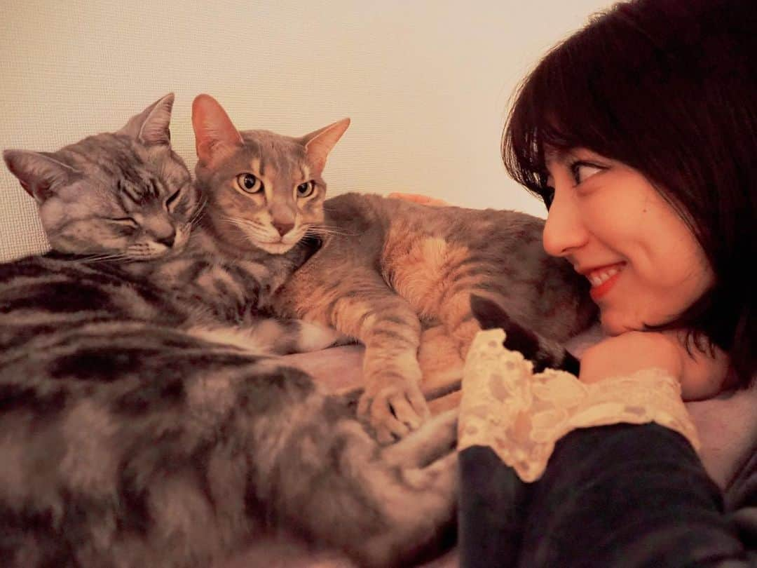 杉本有美さんのインスタグラム写真 - (杉本有美Instagram)「愛する息子たち😍  #ネコ #猫 #アメリカンショートヘアー #アメリカンショートヘア #アメショー #アメショ #シルバーダビー #シルバータビー #ベンガル #ブルーレッドポイント #珍しい #男の子 #ダヴィンチ #レオナルド #猫部 #americanshorthair #bengal #boy #cat #cats #silvertabby #catgram #ilovemypet #catnap #instacat #ペコねこ部 #peppy」1月14日 15時58分 - sugimotoyumi_official