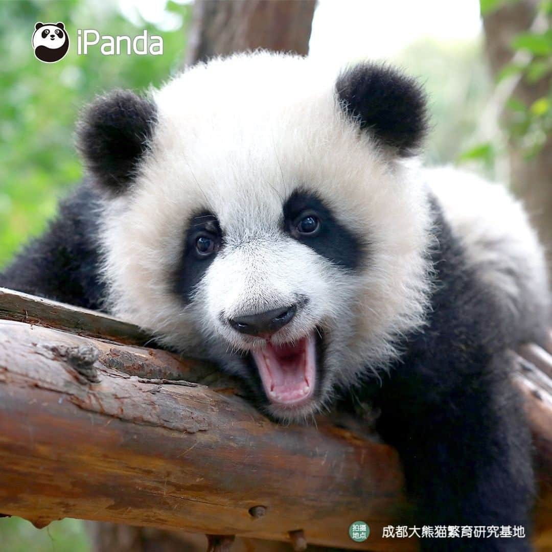 iPandaさんのインスタグラム写真 - (iPandaInstagram)「Am I a sweetie that keeps you warm in the winter? (Ji Xiao) 🐼 🐾 🐼 #panda #ipanda #animal #pet #adorable #China #travel #pandababy #cute #photooftheday #Sichuan #cutepanda #animalphotography #cuteness #cutenessoverload #giantpanda」1月14日 17時30分 - ipandachannel