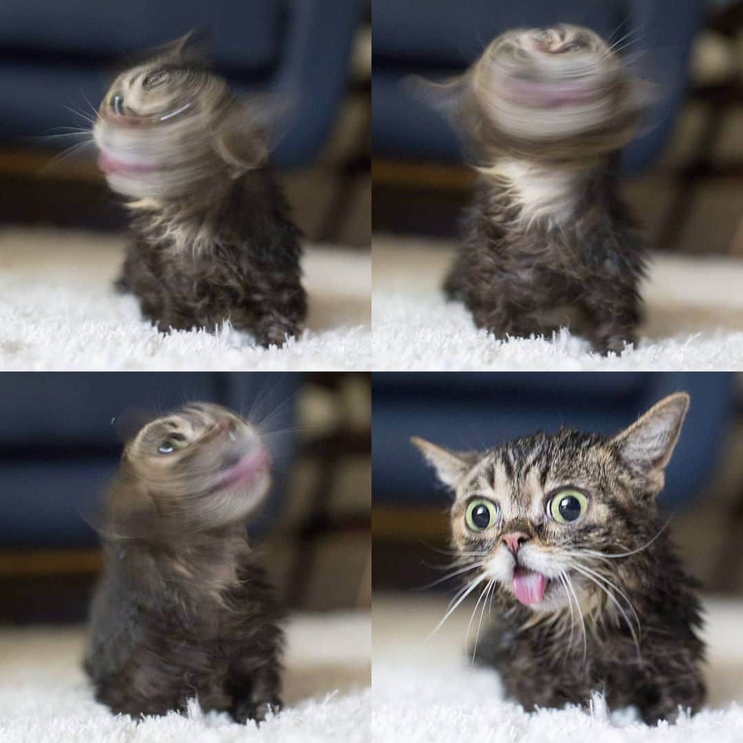 Lil BUBさんのインスタグラム写真 - (Lil BUBInstagram)1月15日 3時23分 - iamlilbub