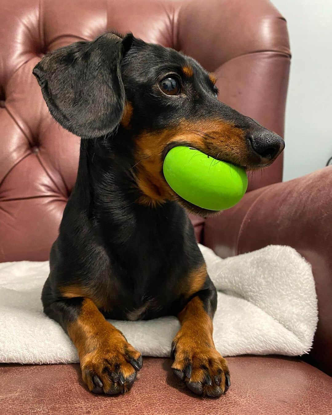 Crusoe the Celebrity Dachshundさんのインスタグラム写真 - (Crusoe the Celebrity DachshundInstagram)「“Sometimes it’s the little things that can make you happiest in life - like a good squeaky ball😋” ~ Crusoe」1月15日 3時26分 - crusoe_dachshund