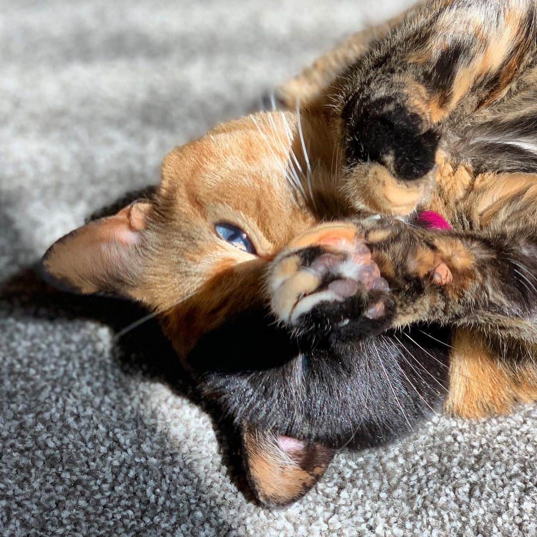 Venus Cat さんのインスタグラム写真 - (Venus Cat Instagram)「Double tap my toe beans for good luck! 🐾 #toebeantuesday #toebeans」1月15日 3時58分 - venustwofacecat