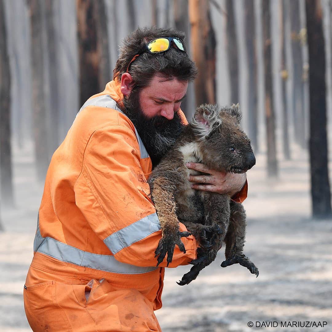 パク・ソジュンさんのインスタグラム写真 - (パク・ソジュンInstagram)「호주가 불타고 있습니다. WWF는 호주 전역에서 1천만 헥타르 이상의 화재로 12억5천만 마리 이상의 동물이 사망했을 것으로 추정하고 있습니다.  호주의 여름철 산불은 흔한 일이지만, 전례없는 규모로 화재가 확산된 것은 기후변화로 최근 들어 더위, 가뭄, 강풍이 더욱더 심해졌기 때문입니다.  개인적으로는 계속 되는 자연재해가 두려움으로 다가옵니다.  조속히 진화 되길 바라고 더이상의 피해가 없길 간절히 소망합니다.  #wwfkorea #호주산불 #bushfireaustralia」1月14日 19時40分 - bn_sj2013